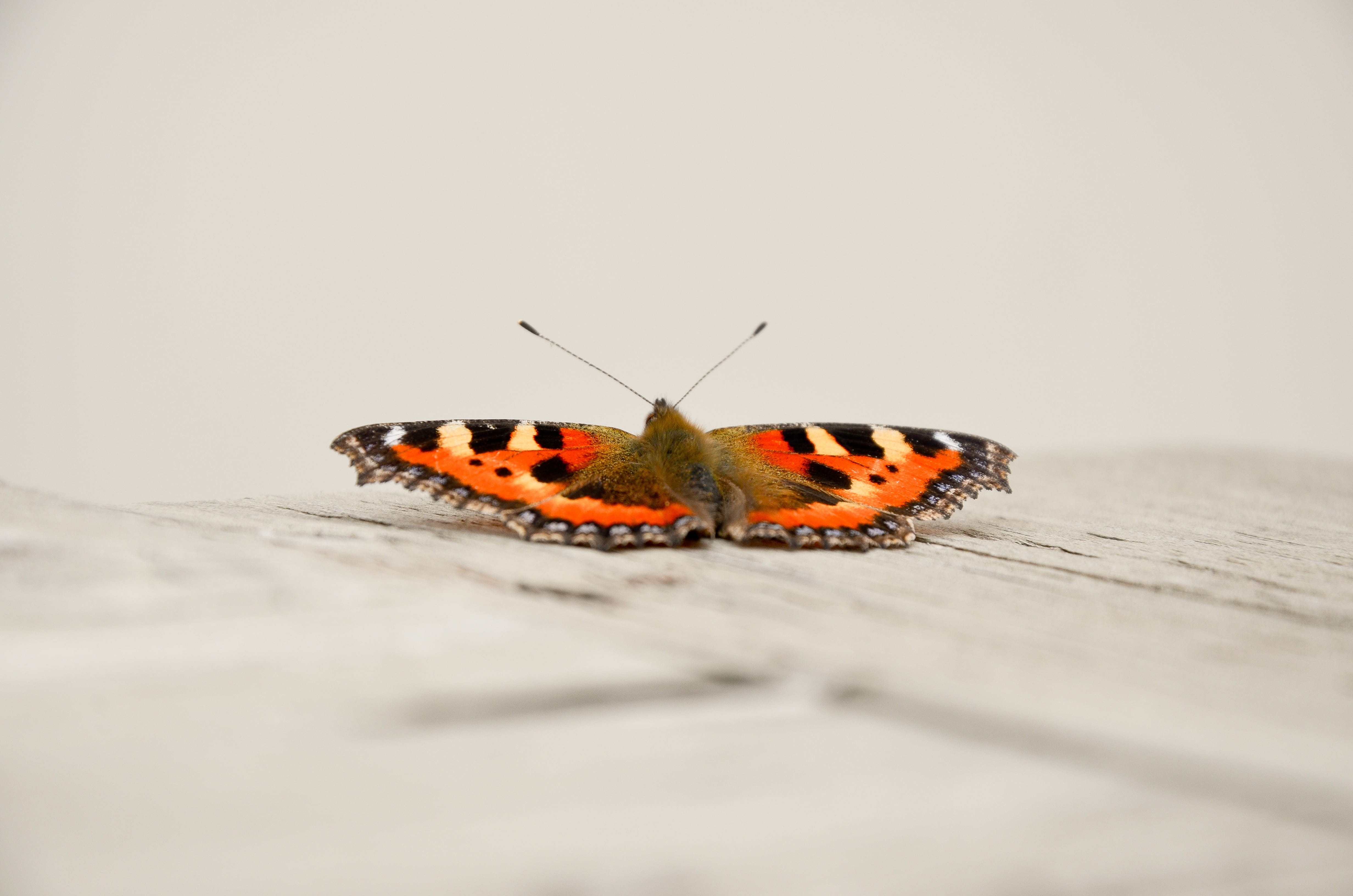 animal wing, studio shot, Nature, outdoors, Insect, animal themes, animal, animal markings, no people, close-up, copy space, one animal, 4K, animals in the wild, HD Wallpaper