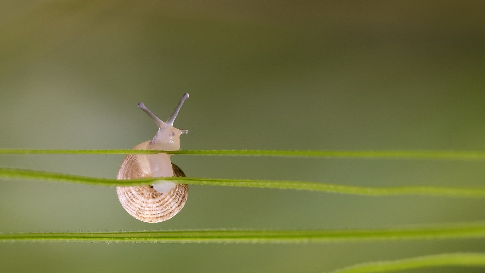 copy space, animal, closeup, nature, leaf, 1080P, animal wildlife, animal themes, day, gastropod, green color, snail, Depth Of Field, no people, macro, HD Wallpaper