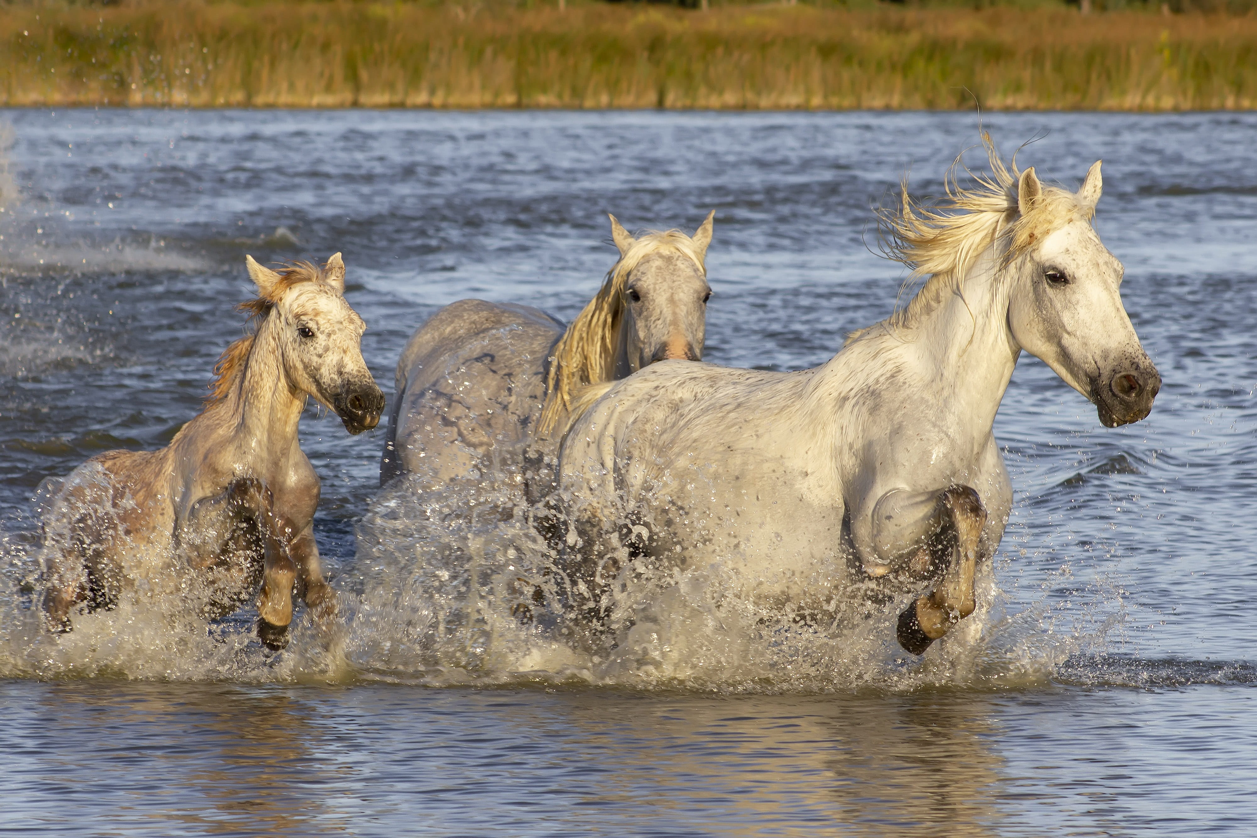domestic, mare, camargue, lake, outdoors, animal themes, mammal, animal, 4K, day, pond, pets, france, animal wildlife, mane, no people, domestic animals, HD Wallpaper
