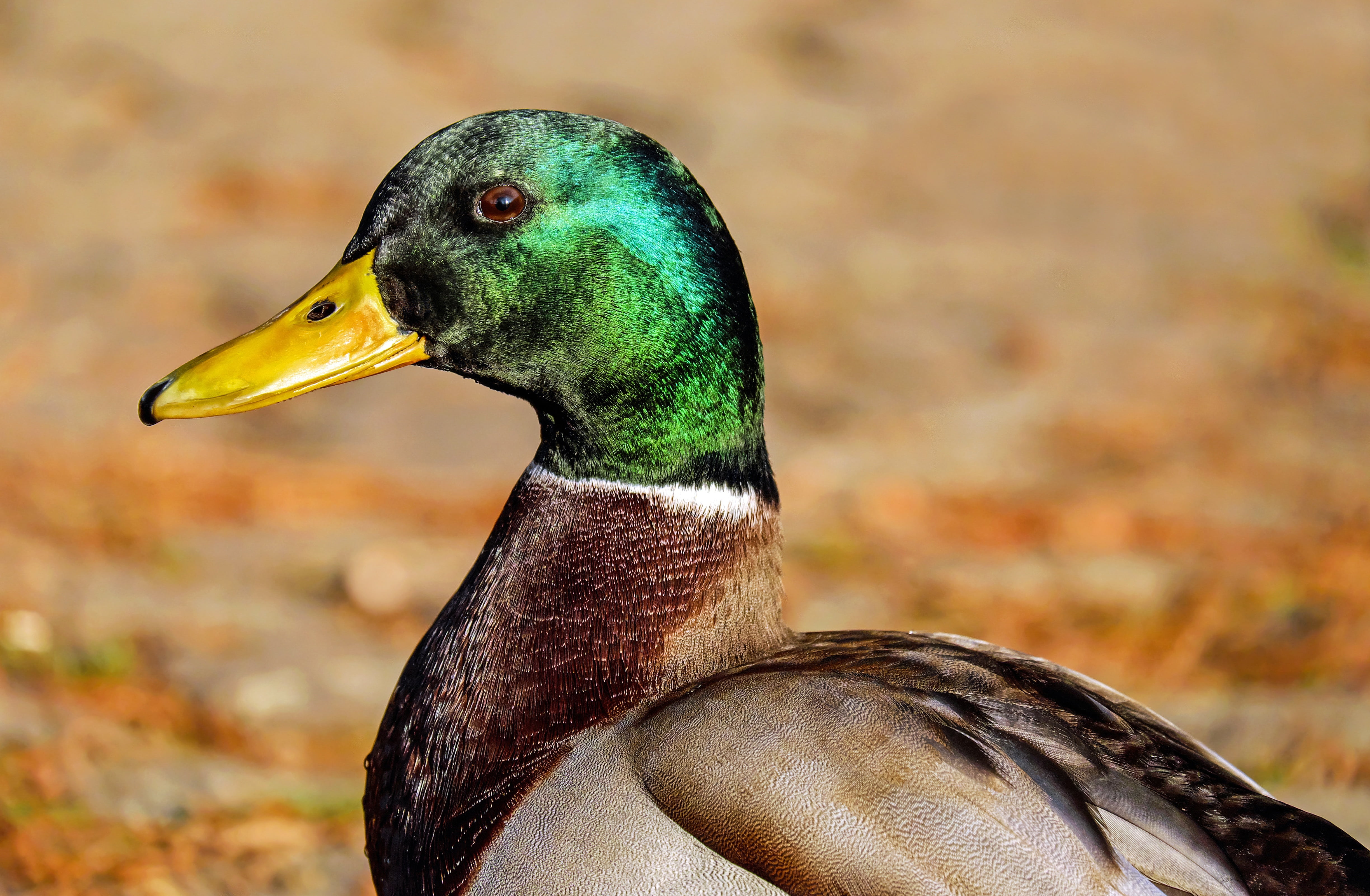 4K, yellow, animal themes, bill, looks, animal body part, metallic, nature, attention, bird, males, animal, water bird, male, beauty in nature, anas platyrhynchos, HD Wallpaper