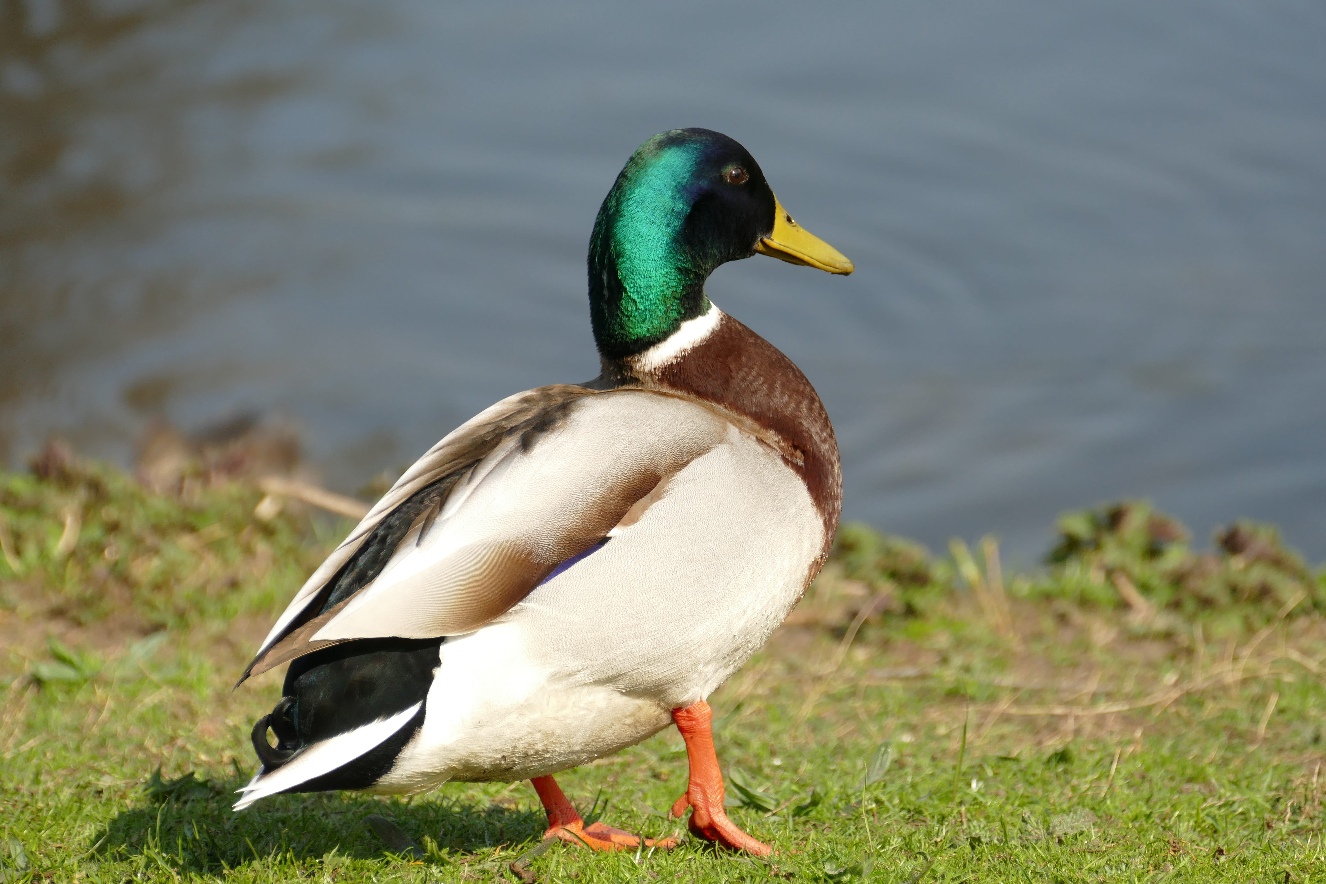 animals in the wild, waterfowl, fauna, animal, animal themes, swimming, bird, 5K, mallard duck, lake, grass, water bird, animal wildlife, one animal, water, HD Wallpaper