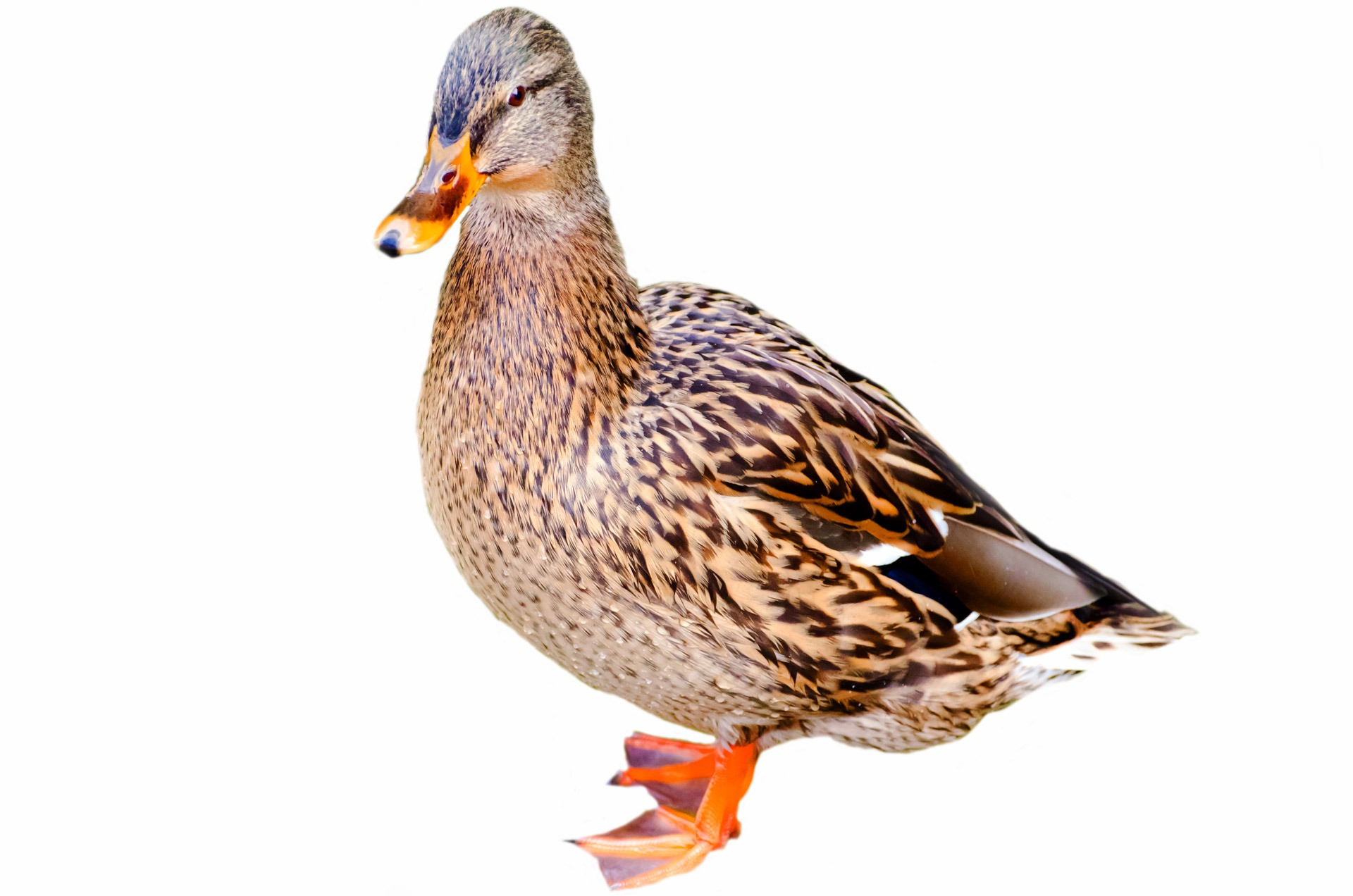 female animal, water, anas platyrhynchos, fowl, bird, nature, copy space, vertebrate, focus on foreground, animals in the wild, close-up, fine, profile, HD Wallpaper