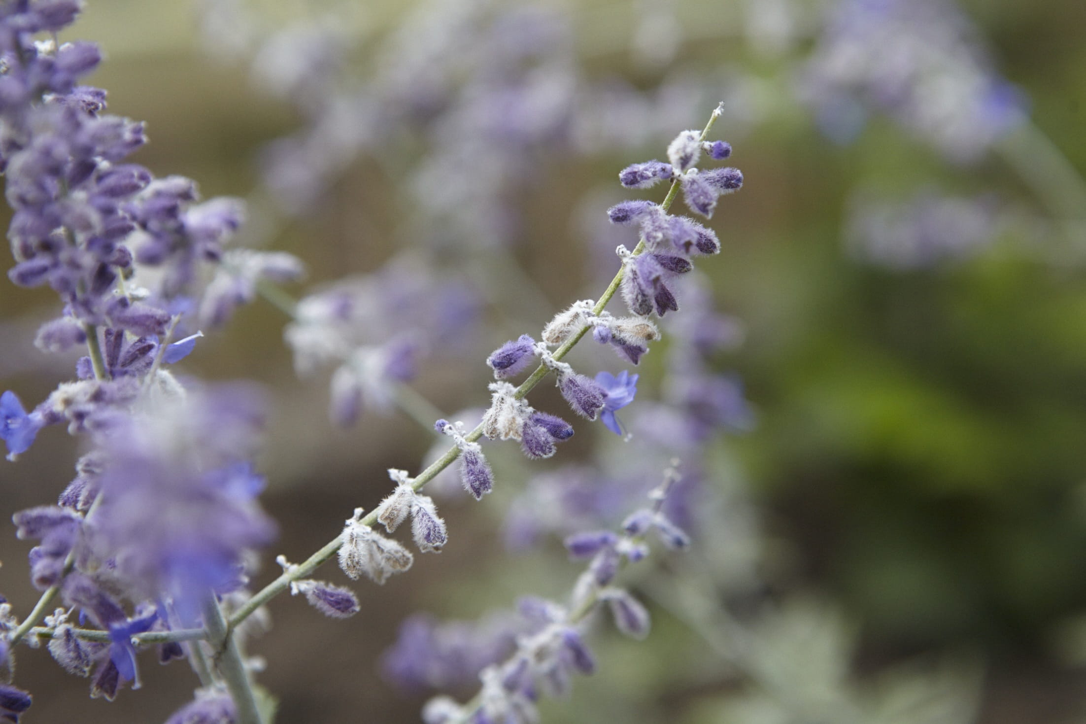 freshness, springtime, macro, 1080P, lavender colored, focus on foreground, petal, fragility, growth, beauty in nature, green, pollination, fragrance, HD Wallpaper