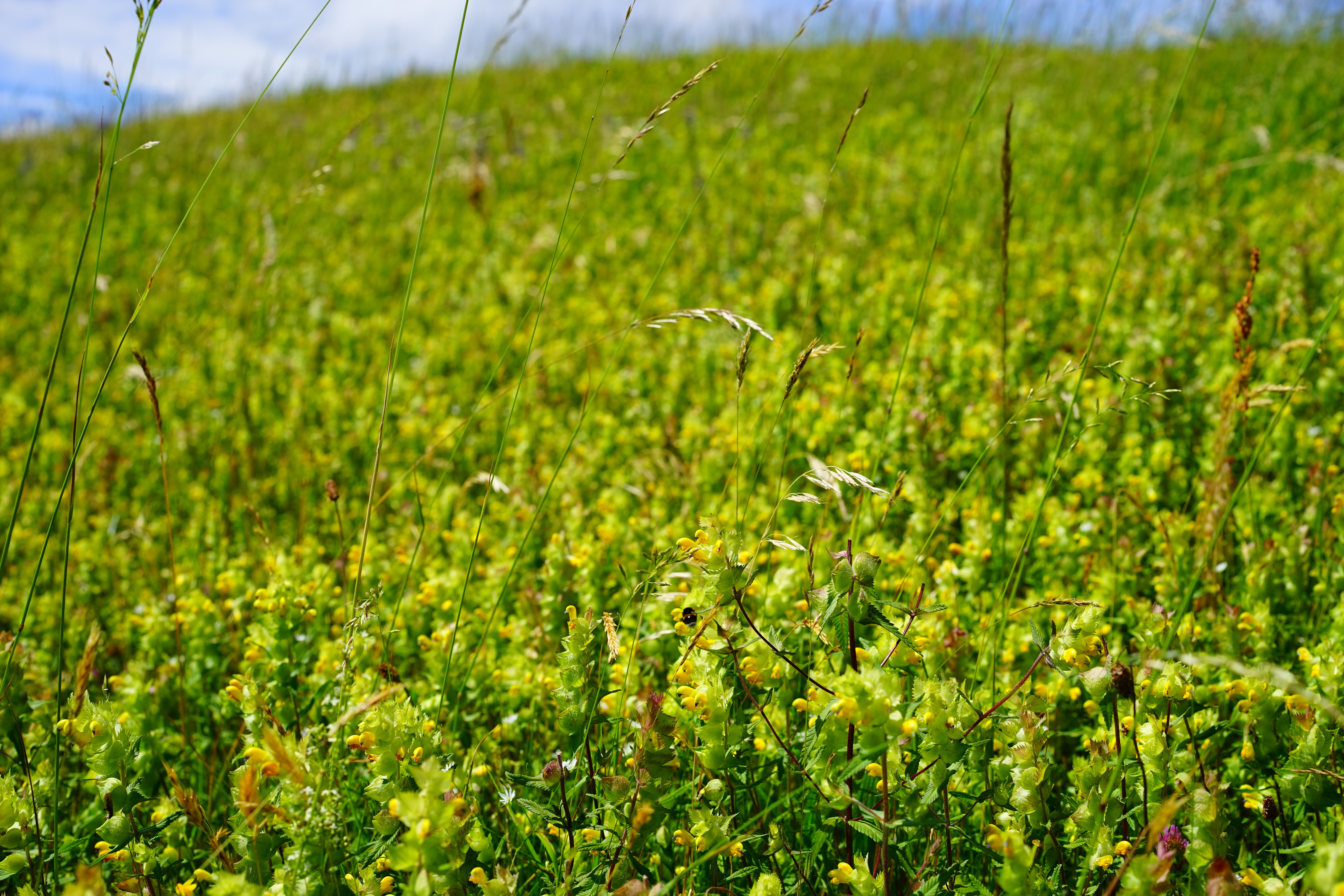 day, grass, leaves, outdoors, rhinanthus alectorolophus, freshness, toothed, flowers, flowering plant, field, angustifolius, landscape, plant, flower, green color, HD Wallpaper