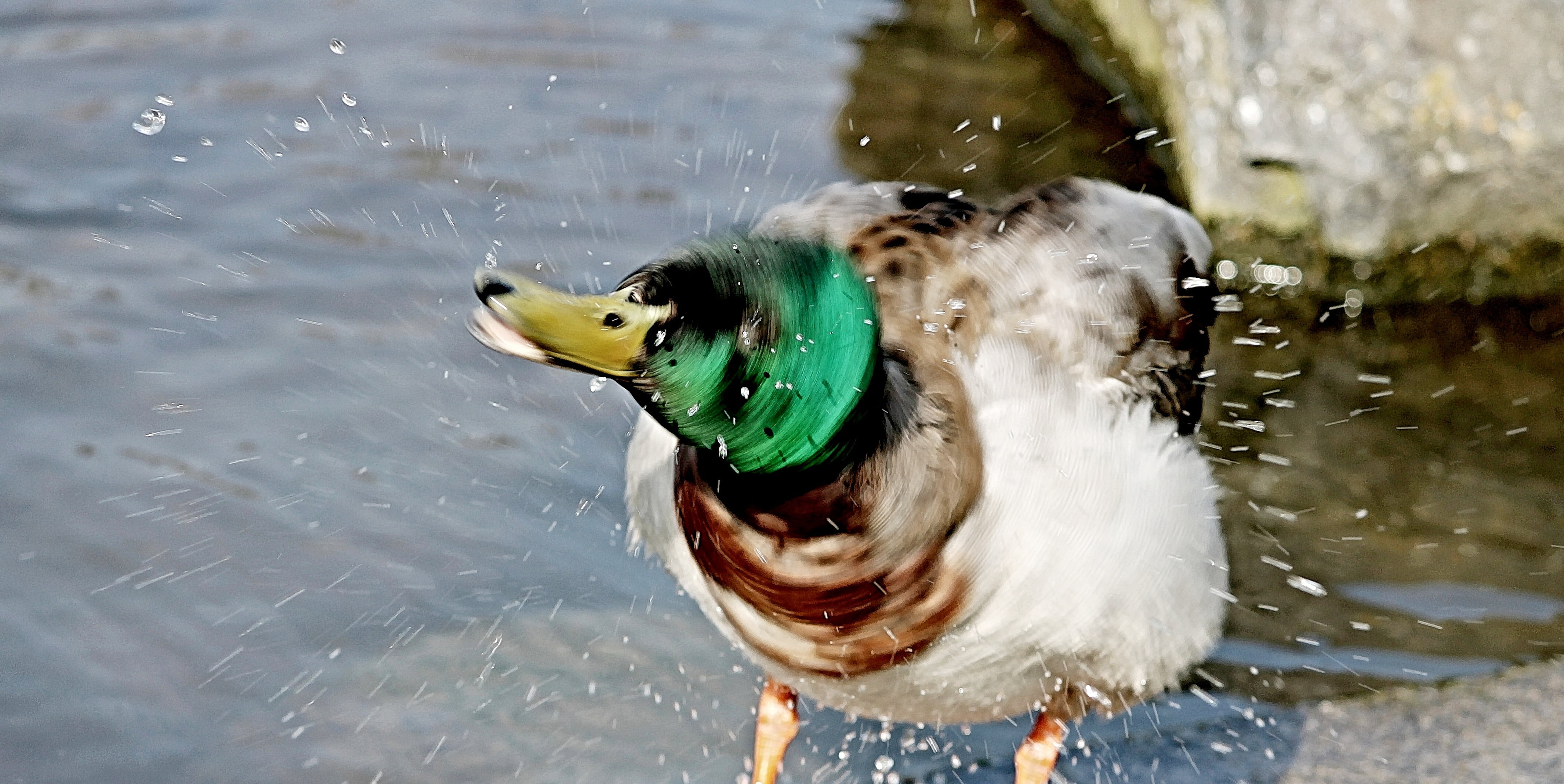 drake, colorful, animals in the wild, animal head, 4K, males, focus on foreground, bill, duck, swimming, wash, one animal, water splashes, plumage, bath, HD Wallpaper