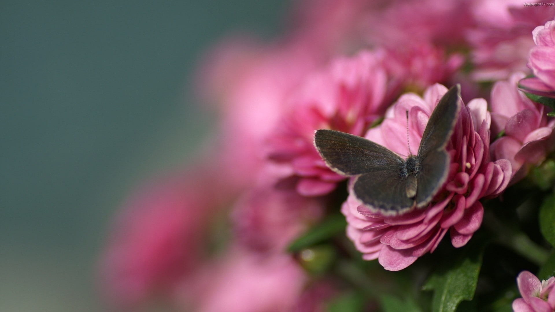 macro, flowers, butterfly, 1080P, HD Wallpaper