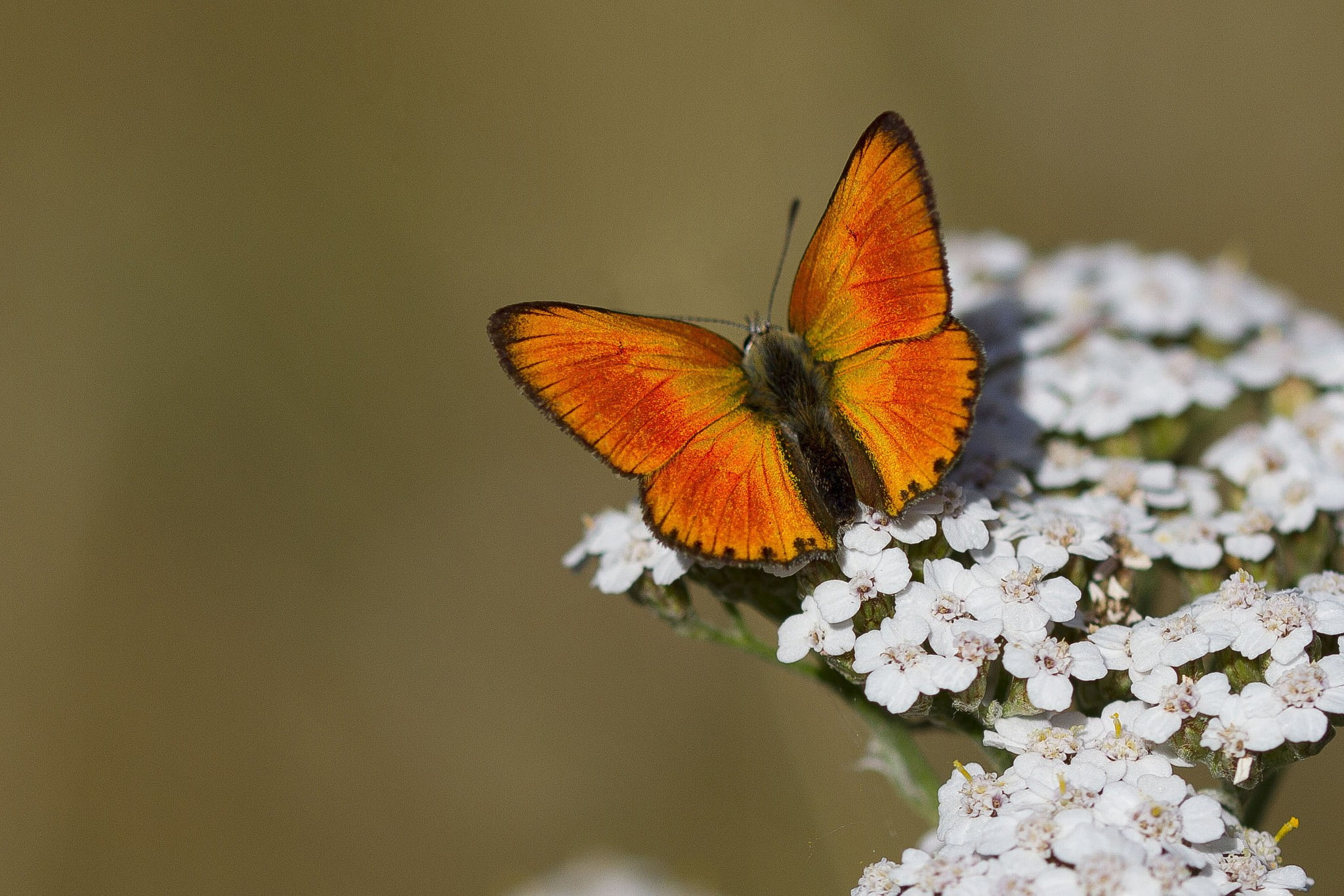 animals, bokeh, butterfly, white flowers, 1080P, nature, macro, HD Wallpaper