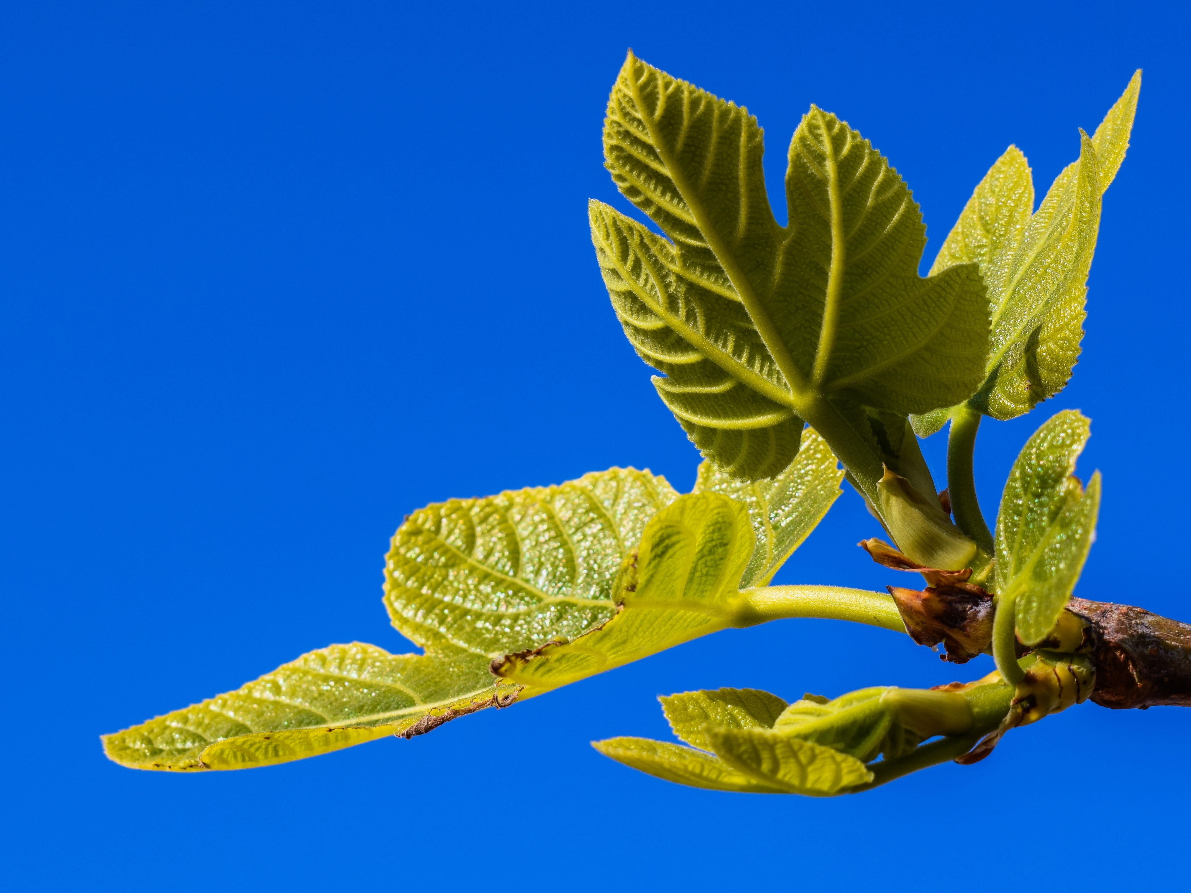 blue background, flower, copy space, plant, nature, cyprus, colored background, green color, branch, day, plant part, mediterranean, beauty in nature, no people, HD Wallpaper