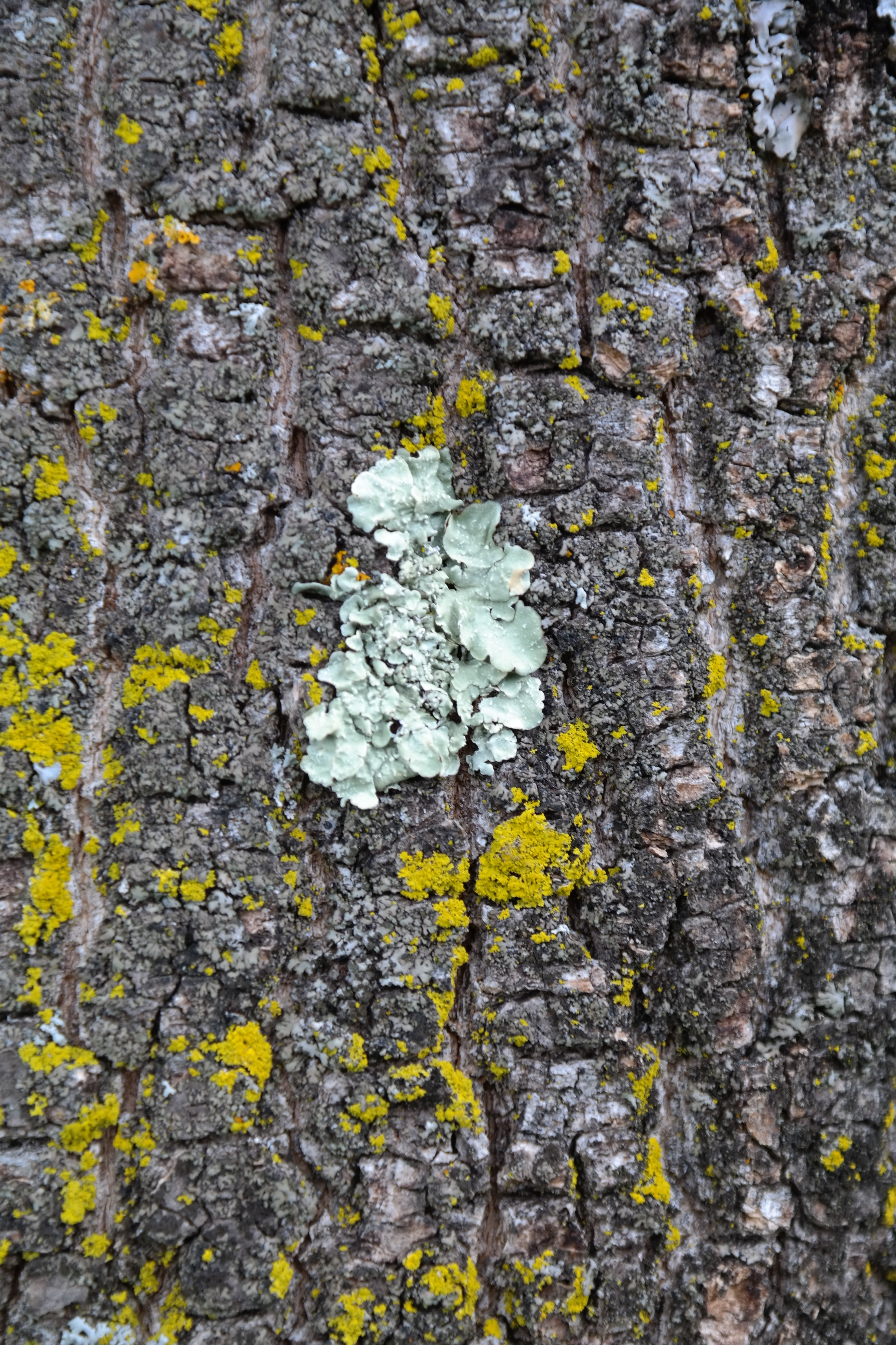 log, close-up, tree Trunk, gray, textured, parmelia sulcata, 5K, moss, blue grey, nature, weathered, full frame, grey, leaf braid, no people, white, wall - building feature, Phone HD Wallpaper