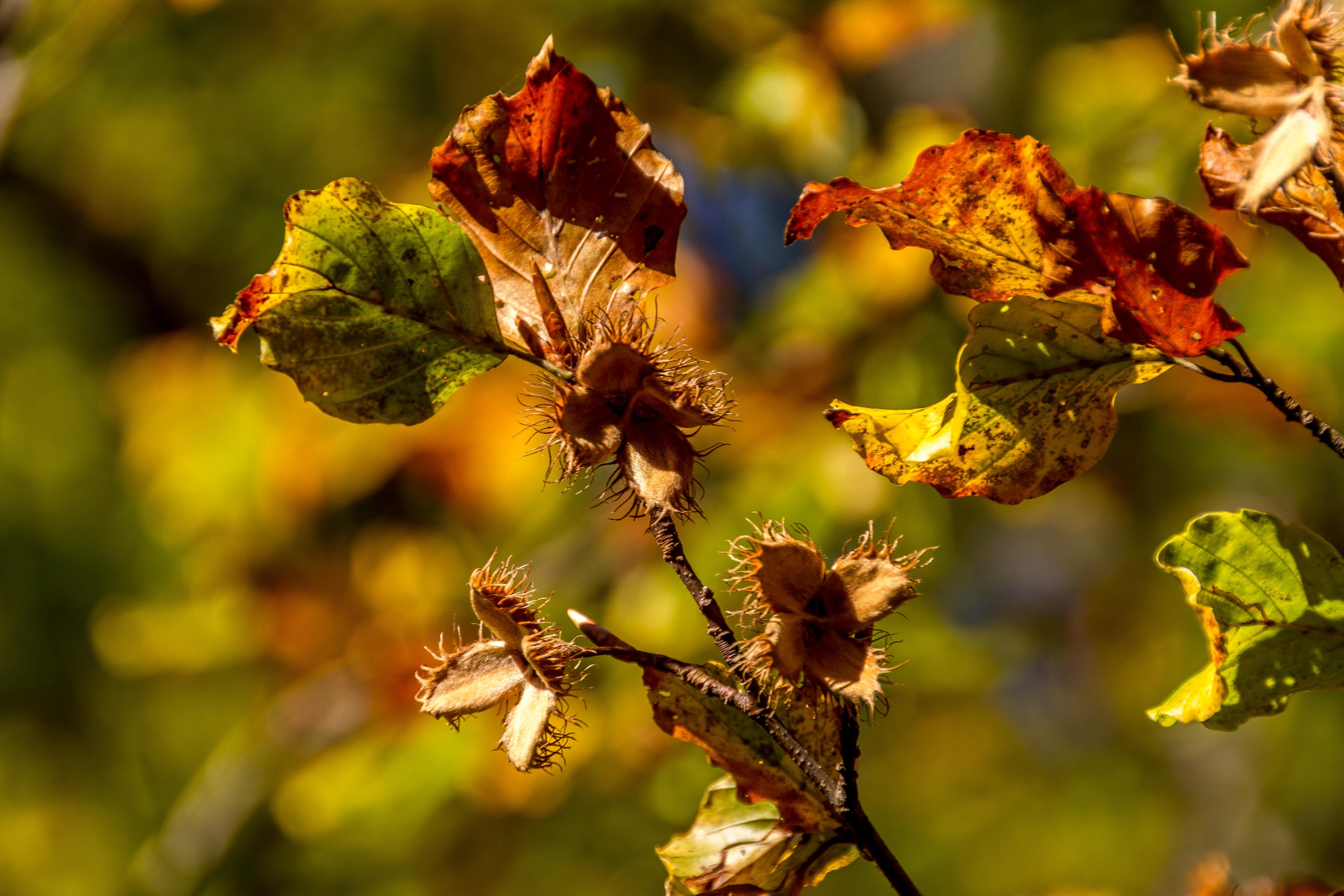 wilted plant, tranquility, leaf, autumn, Faded, orange Color, focus on foreground, vibrant Color, hazel, plant part, forest, colors, woodland, outdoors, HD Wallpaper