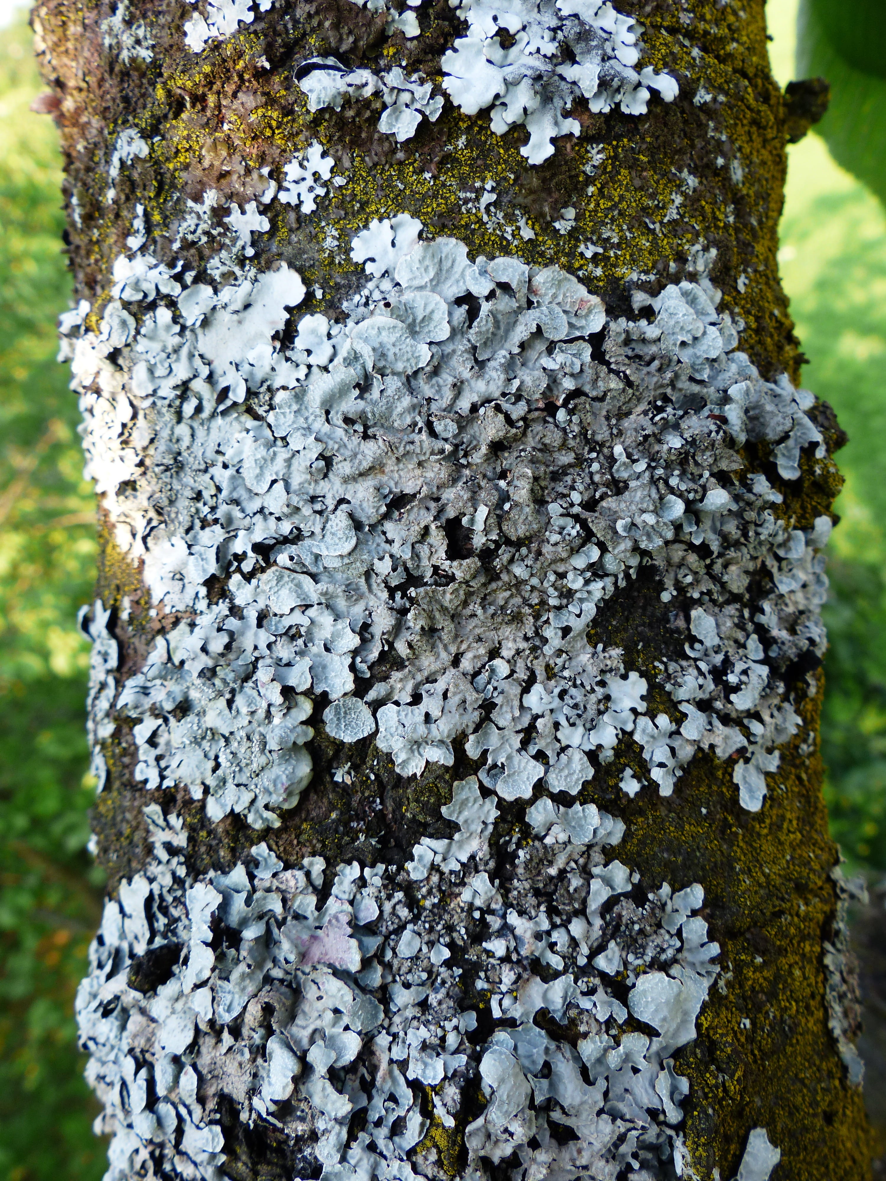 sulcatflechte, tree bark, textured, laubflechte, close-up, tree trunk, lichen, nature, trunk, 4K, growth, outdoors, schuesselflechte, focus on foreground, Phone HD Wallpaper