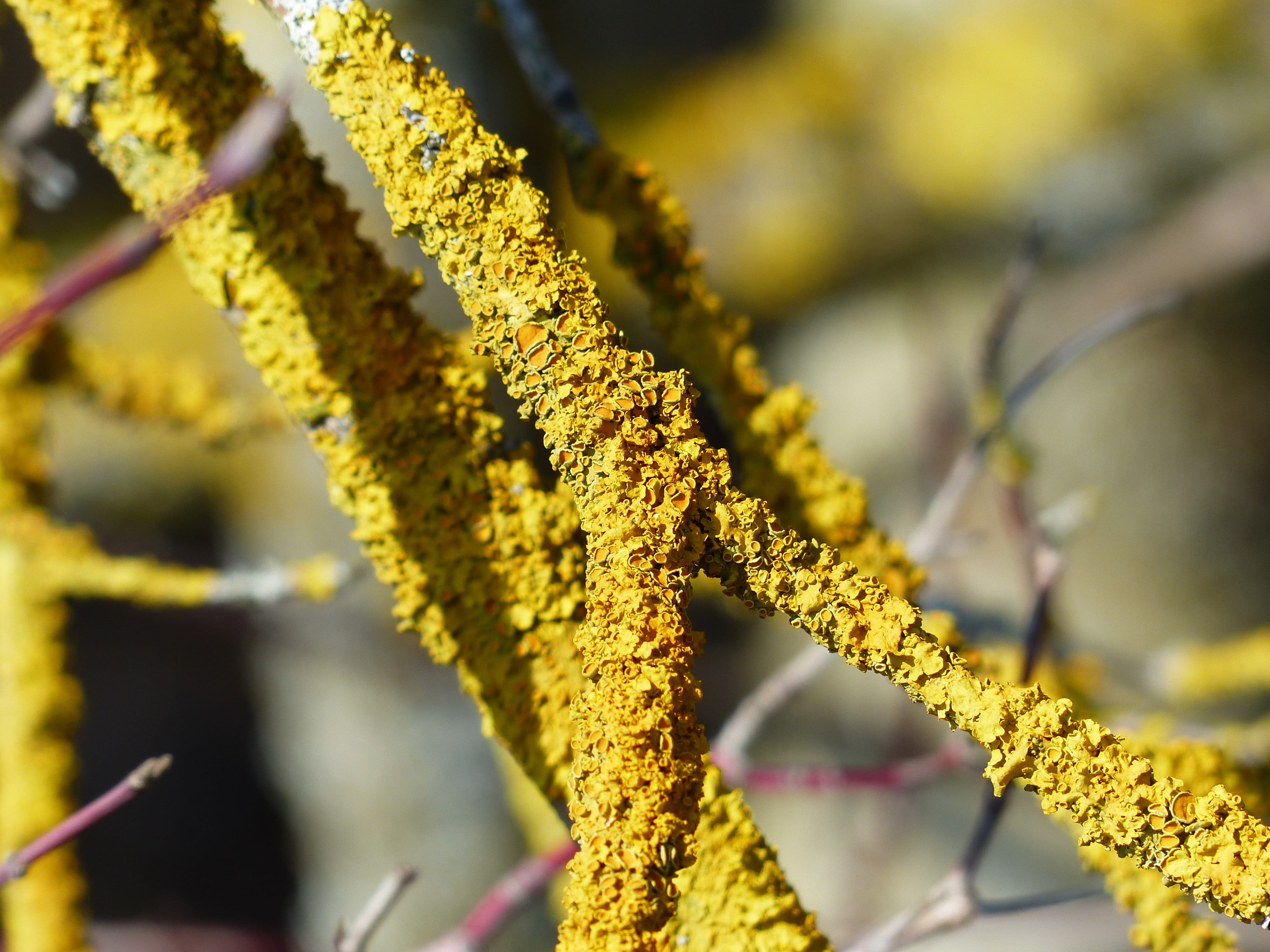 leaf, fragility, mushroom, day, flowering plant, plant part, focus on foreground, cyanobacteria, ordinary gelbflechte, phytobionten, plant, mykobionten, HD Wallpaper