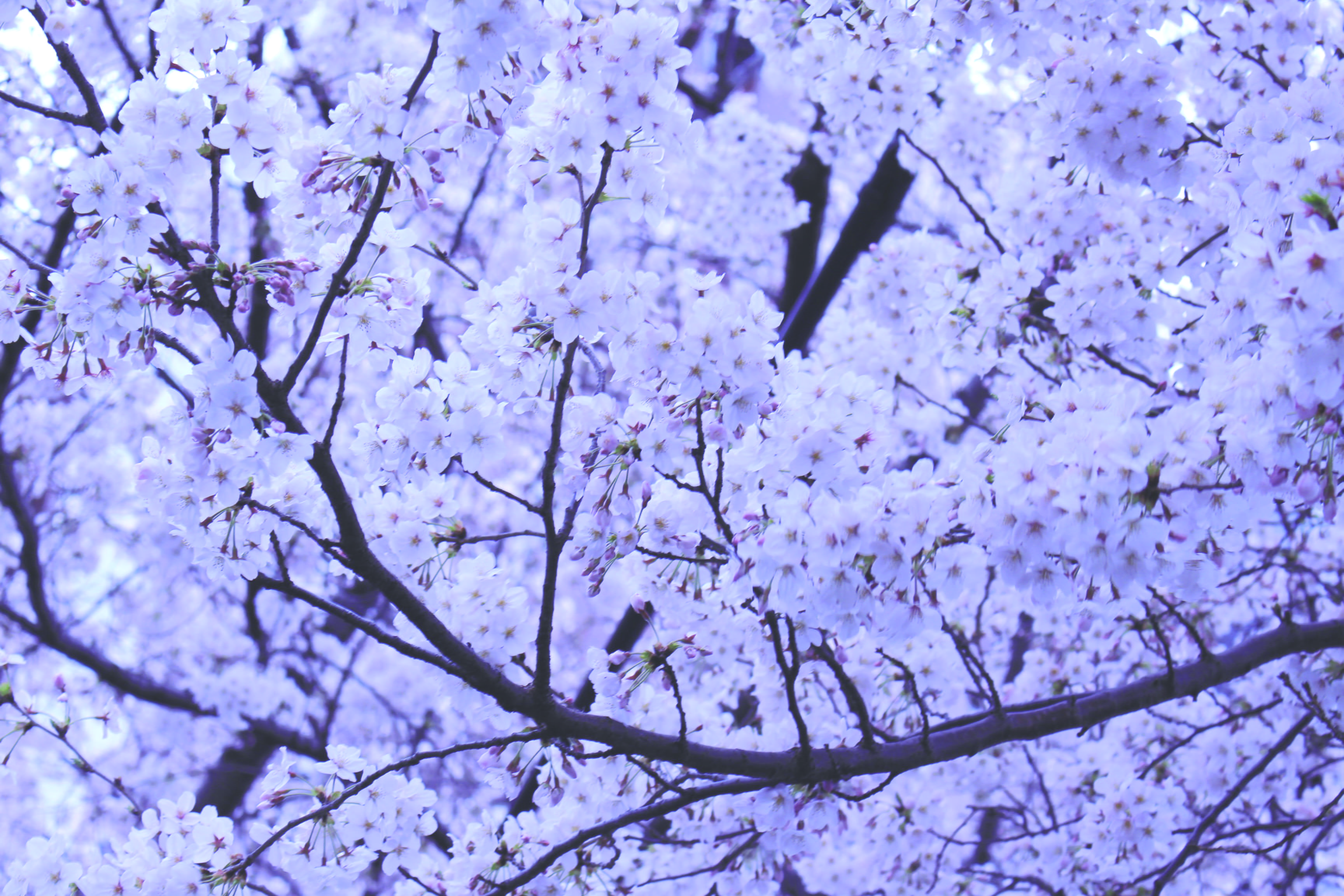 macro, springtime, nature, purple, vulnerability, pink color, cherry tree, growth, outdoors, flower head, green color, cherry blossoms, plant, day, closeup, HD Wallpaper