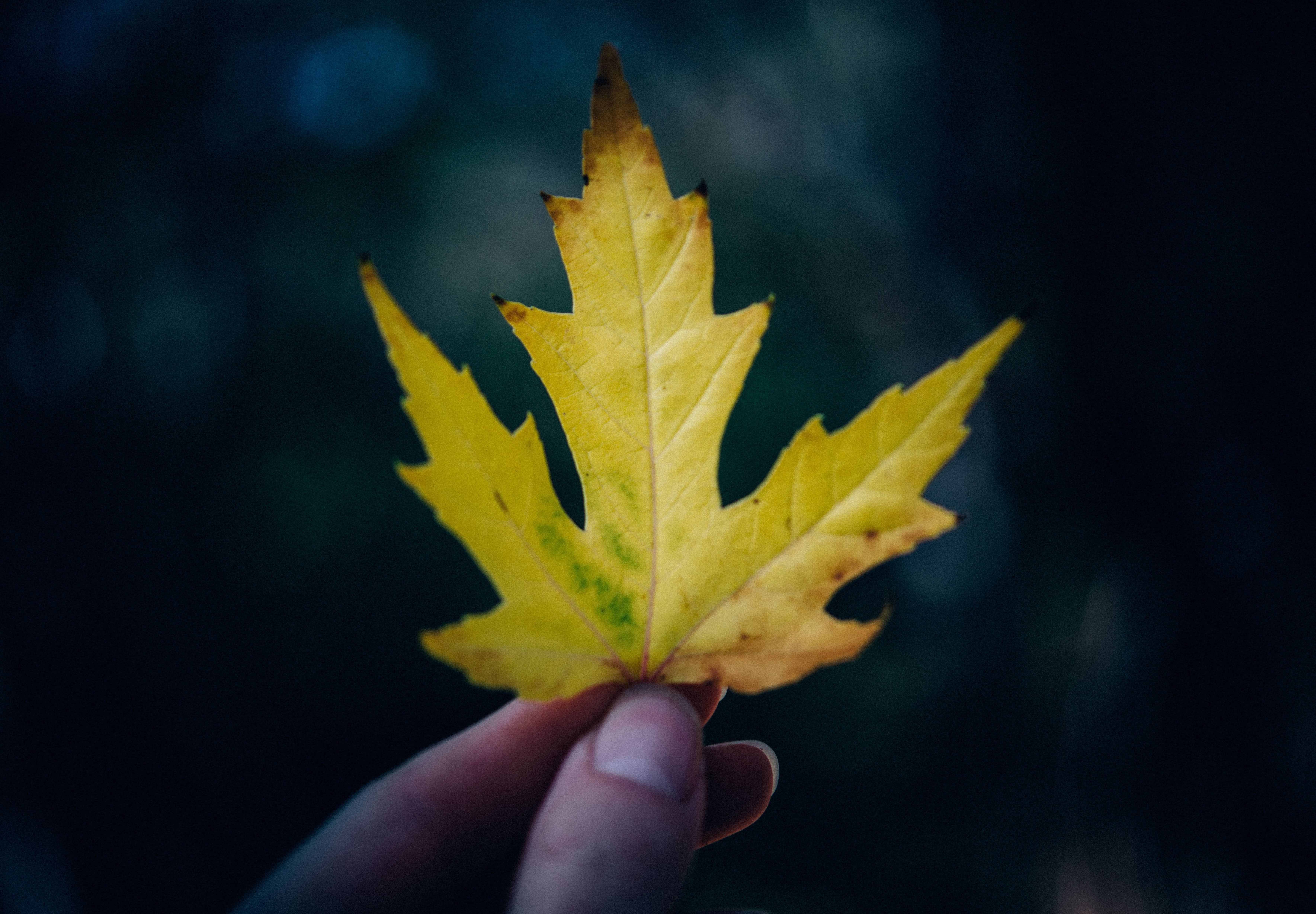 person, leaves, leaf, black background, yellow, finger, change, body part, human body part, maple, hand, autumn, human hand, dried, nature, people, focus on foreground, HD Wallpaper