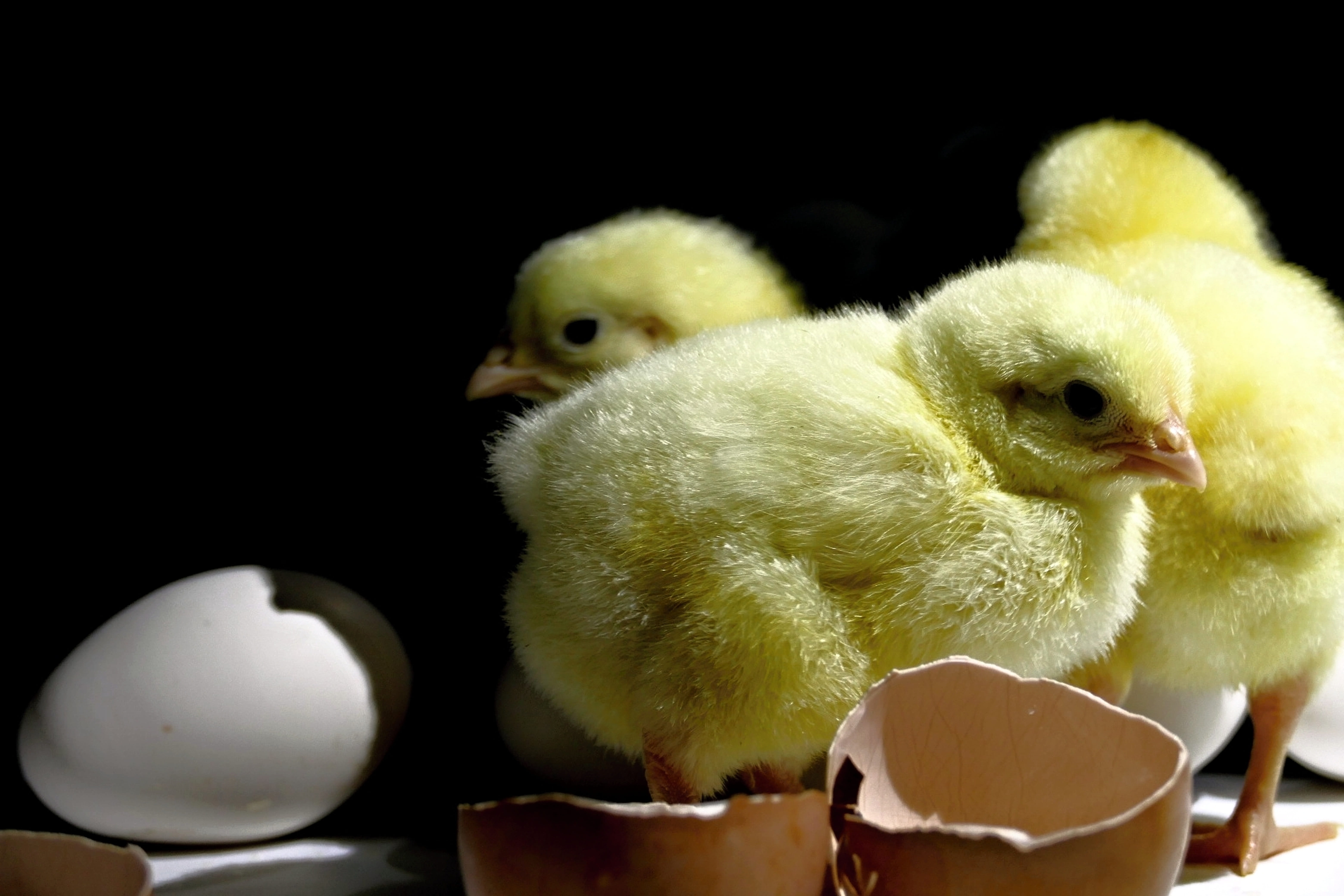 domestic, 5K, group of animals, domestic animals, close-up, no people, kuriatka, home, young bird, animal family, black background, animal themes, poultry, HD Wallpaper