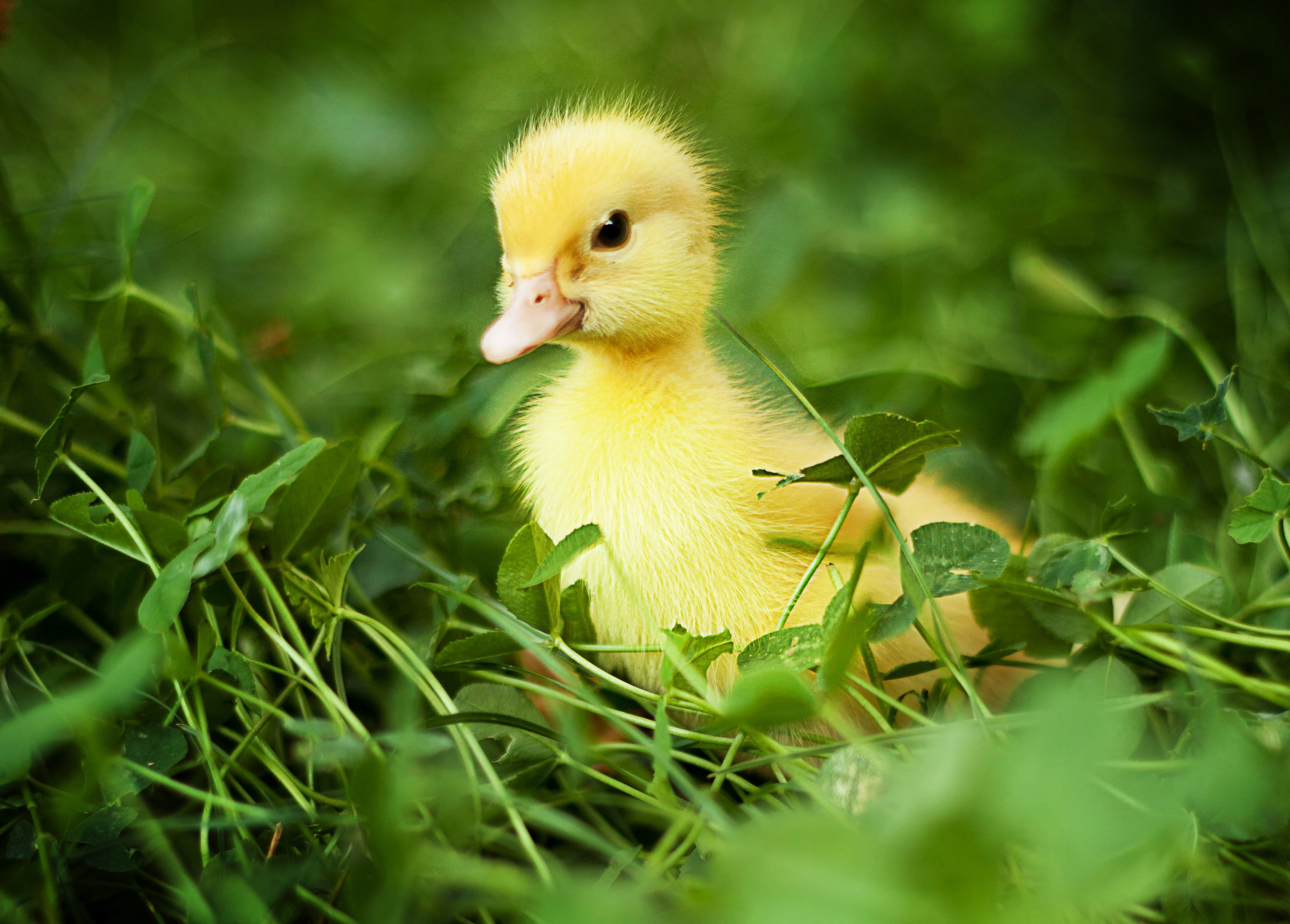 duck, 2K, chick, Nature, chicks, ducks, Bird, grass, green, HD Wallpaper