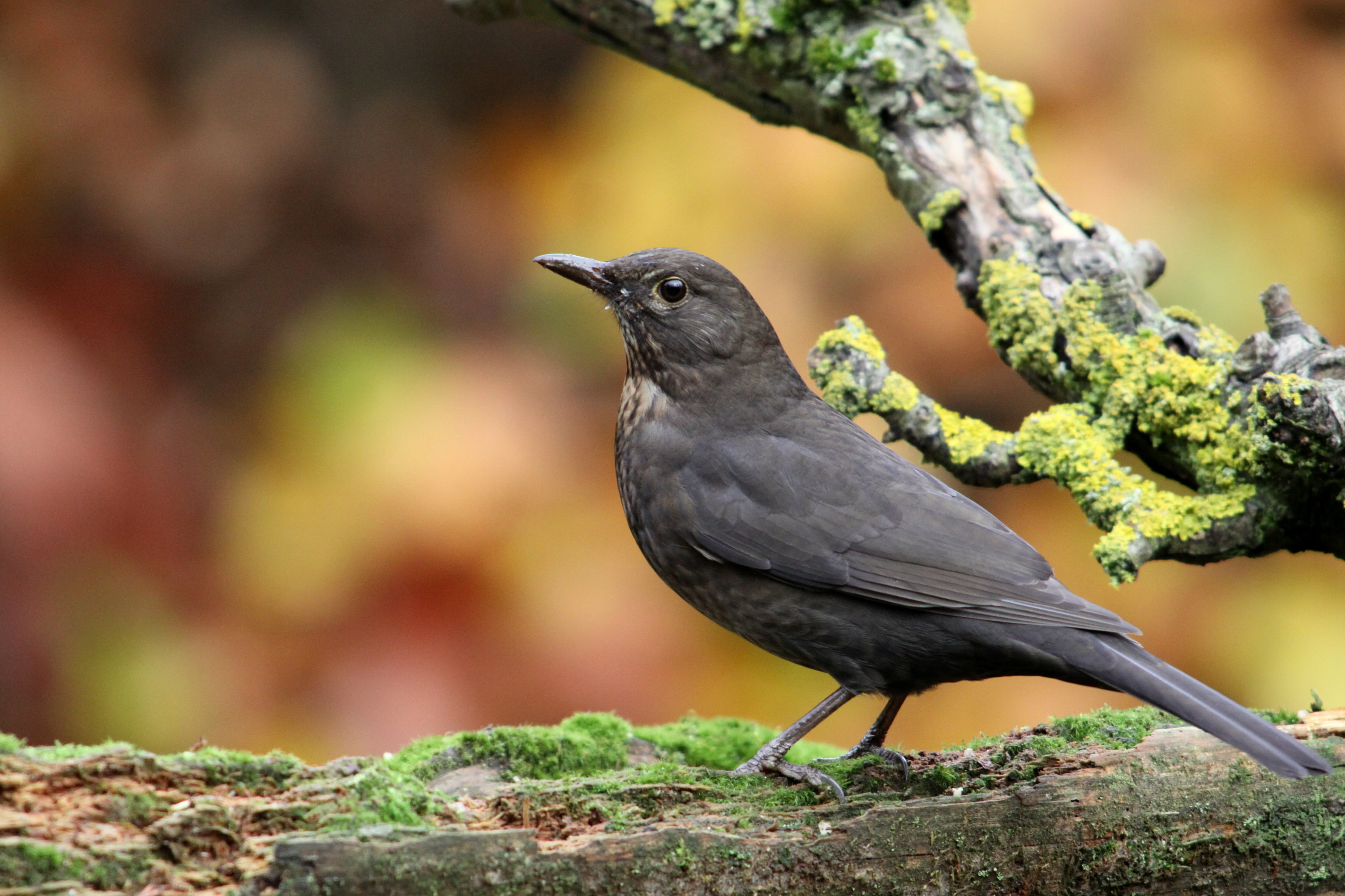 vertebrate, photography, close-up, no people, focus, full length, gray, animal wildlife, outdoors, 4K, wildlife, blackbird, rainforest, autumn, animals in the wild, HD Wallpaper
