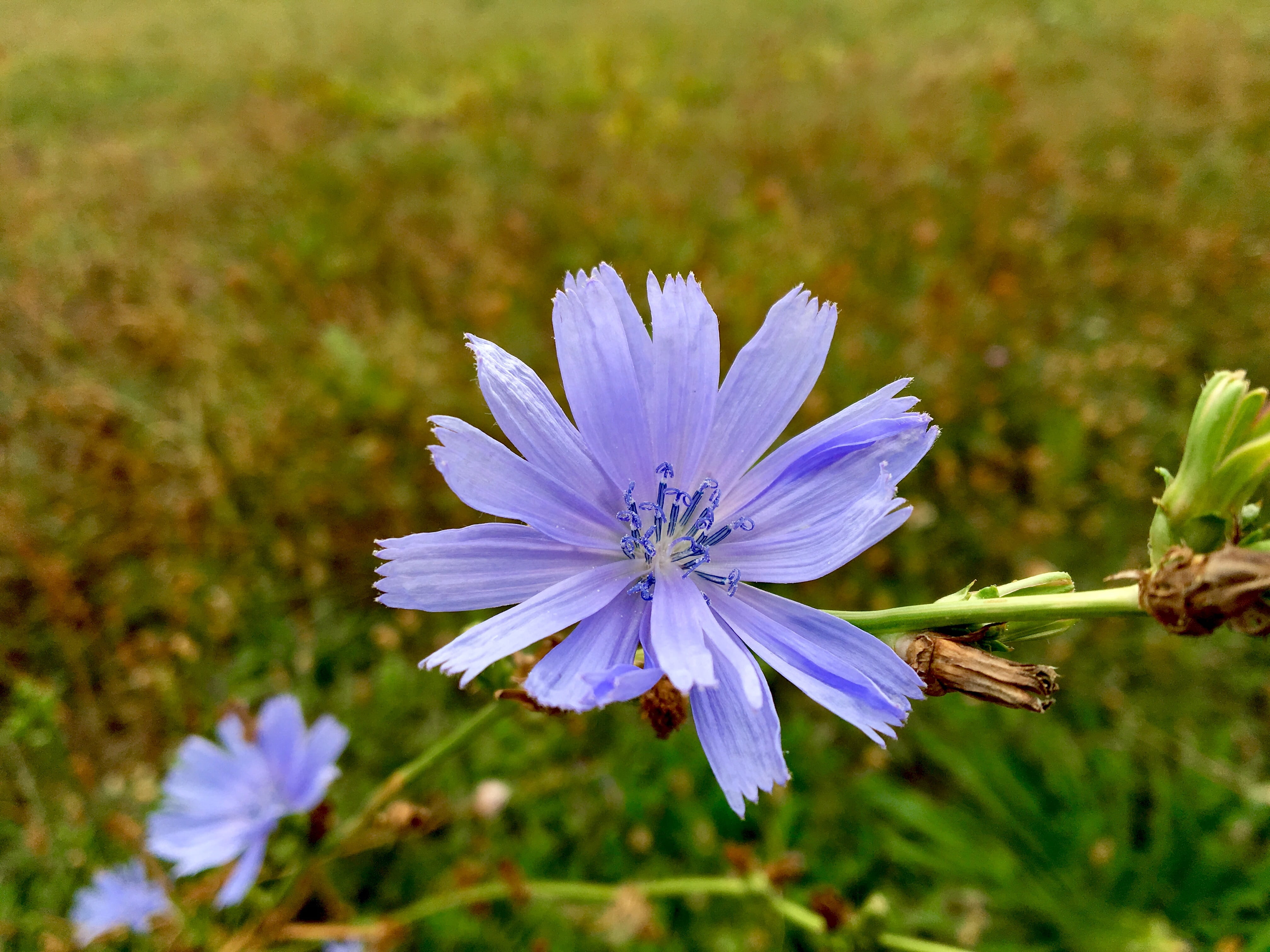 close-up, purple, petal, bluish, no people, tender, blossom, flower head, 4K, pollen, fragility, focus on foreground, land, pointed flower, day, plant, HD Wallpaper