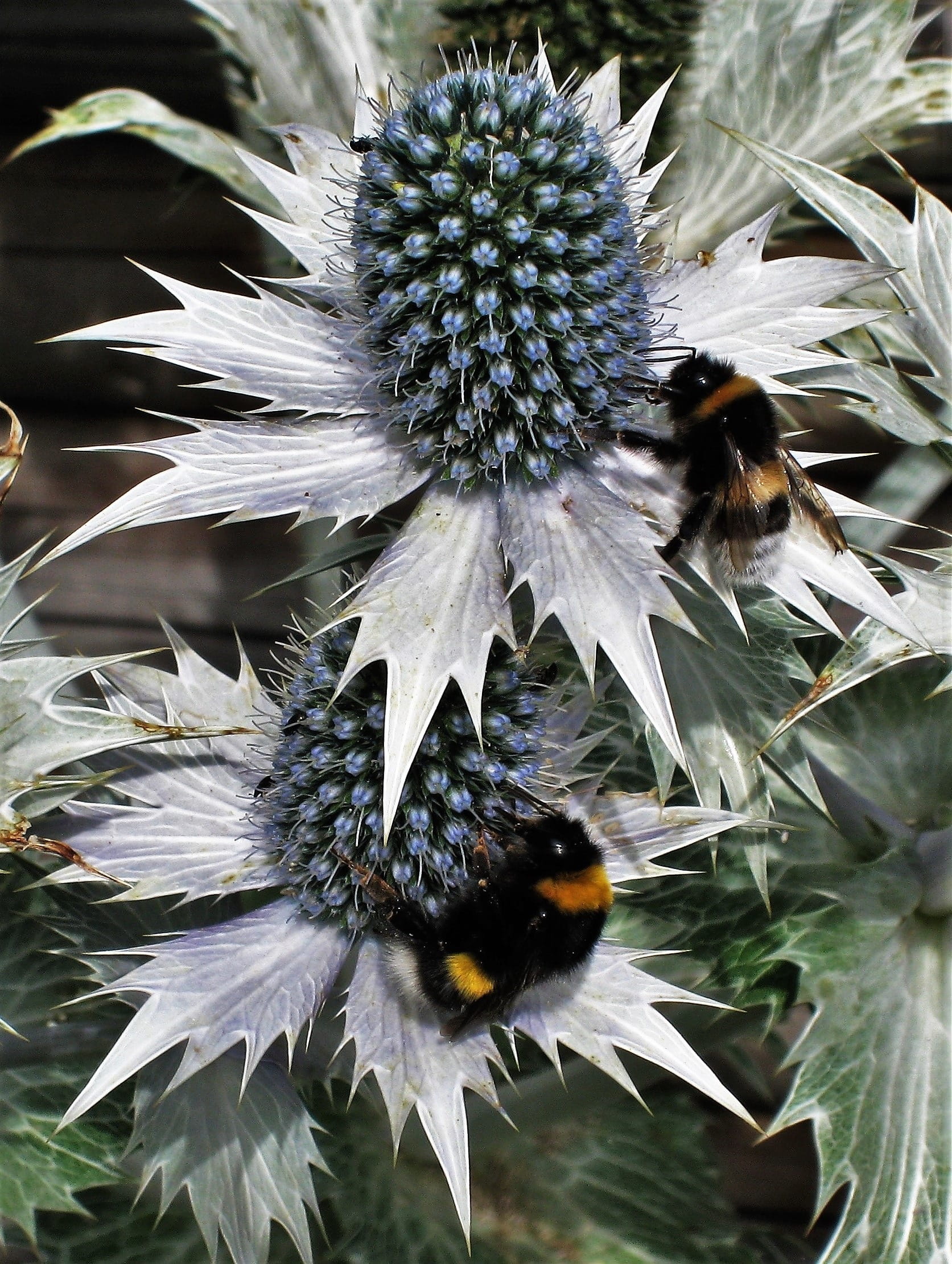 botany, fragility, one animal, bee, thistle, prickly, garden, plant, close-up, no people, pollination, wild flower, animals in the wild, summer, purple, Phone HD Wallpaper