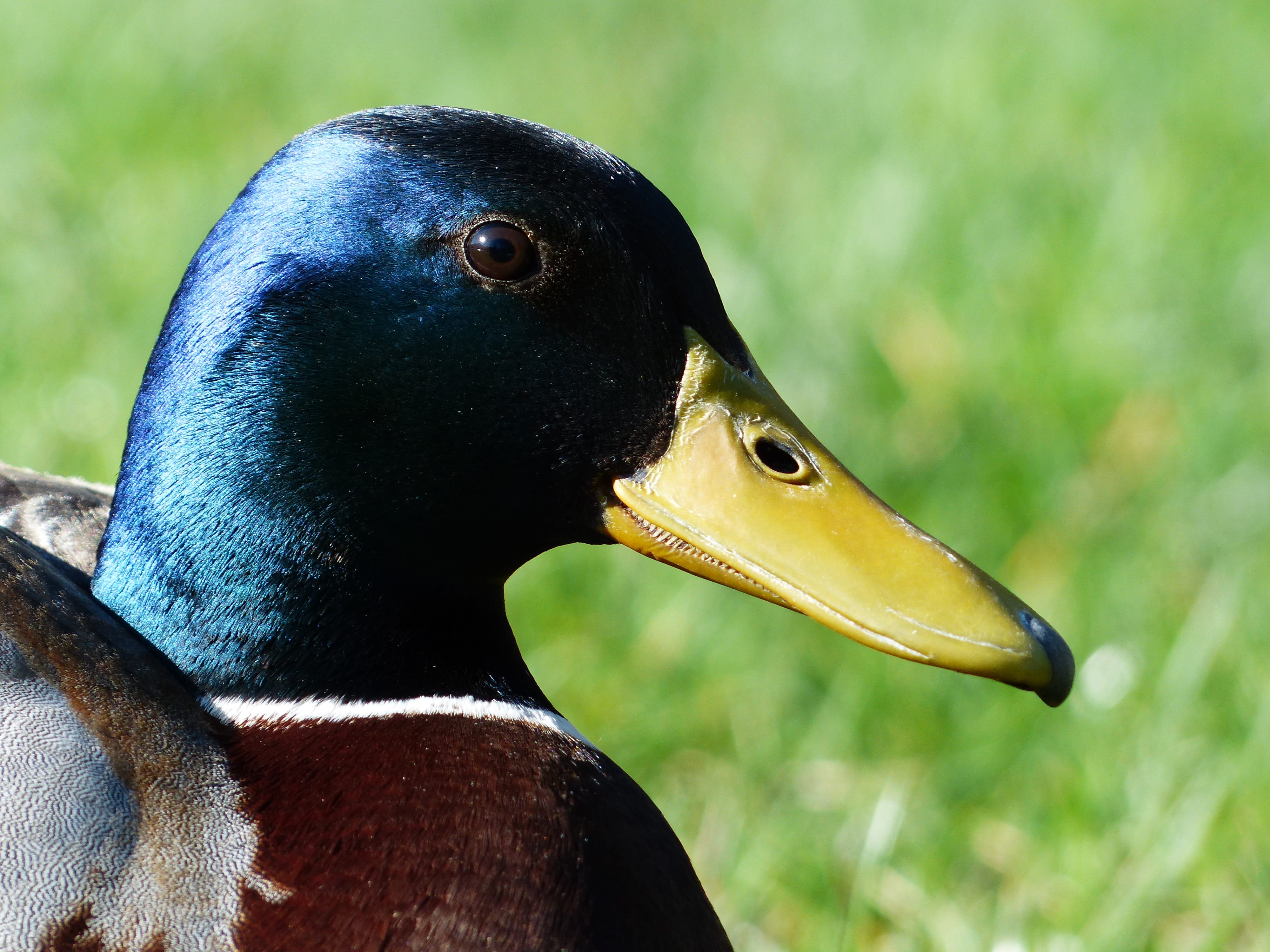 mallard, profile view, animal wildlife, side view, house duck, march duck, anas platyrhynchos, bird, swimming duck, anatidae, shine, vertebrate, beak, outdoors, HD Wallpaper