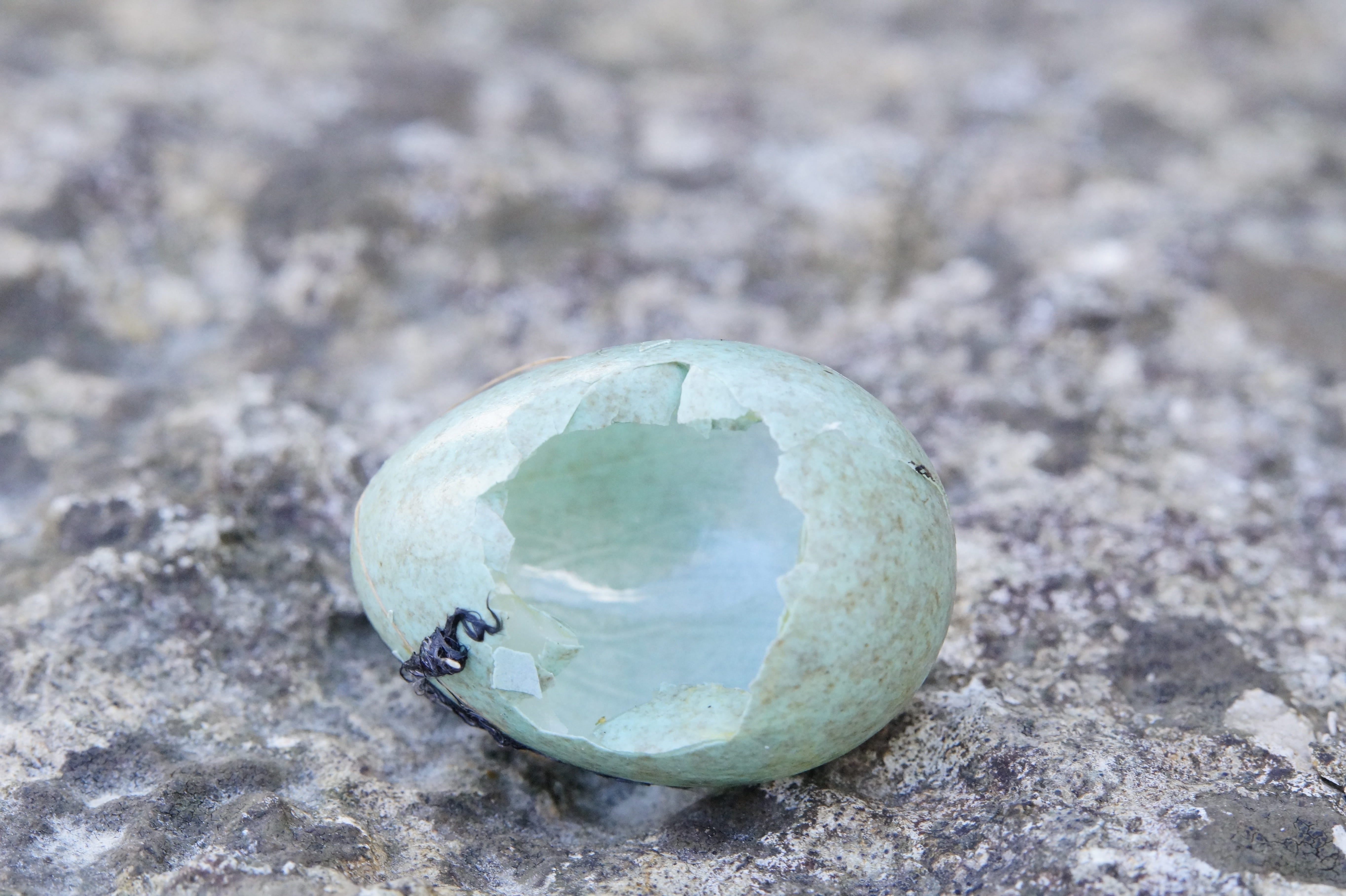 chicks, sphere, amselei, expense, pebble, 5K, single object, frühlingsanfang, bird, globe - man made object, blackbird, eggshell, solid, hatched, geology, HD Wallpaper