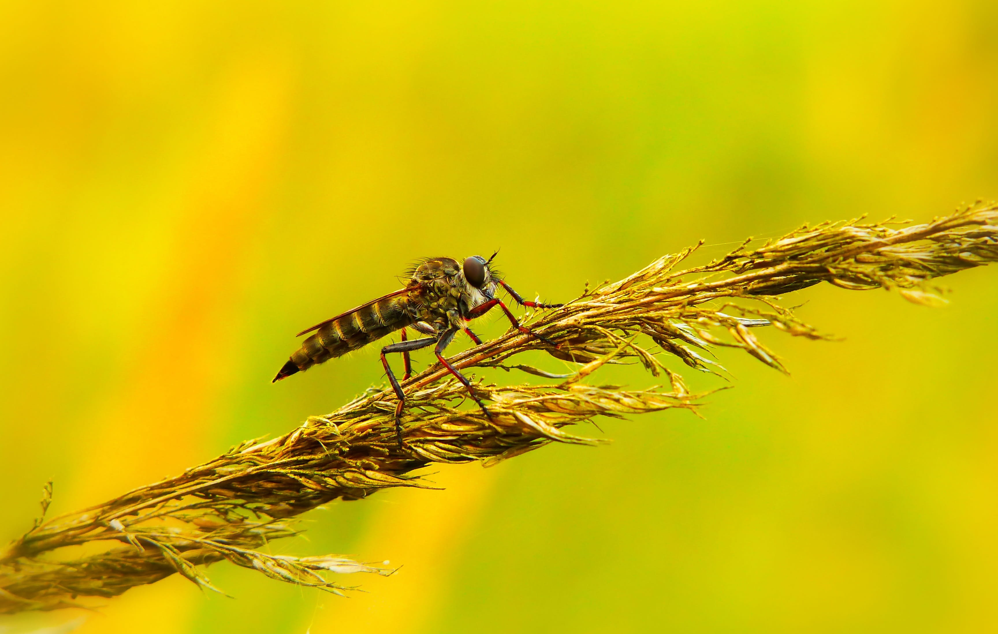 beautiful, biology, beauty in nature, 2K, close-up, meadow, summer, at the court of, branch, predator, animal, lawn, animal wildlife, alive, no people, HD Wallpaper