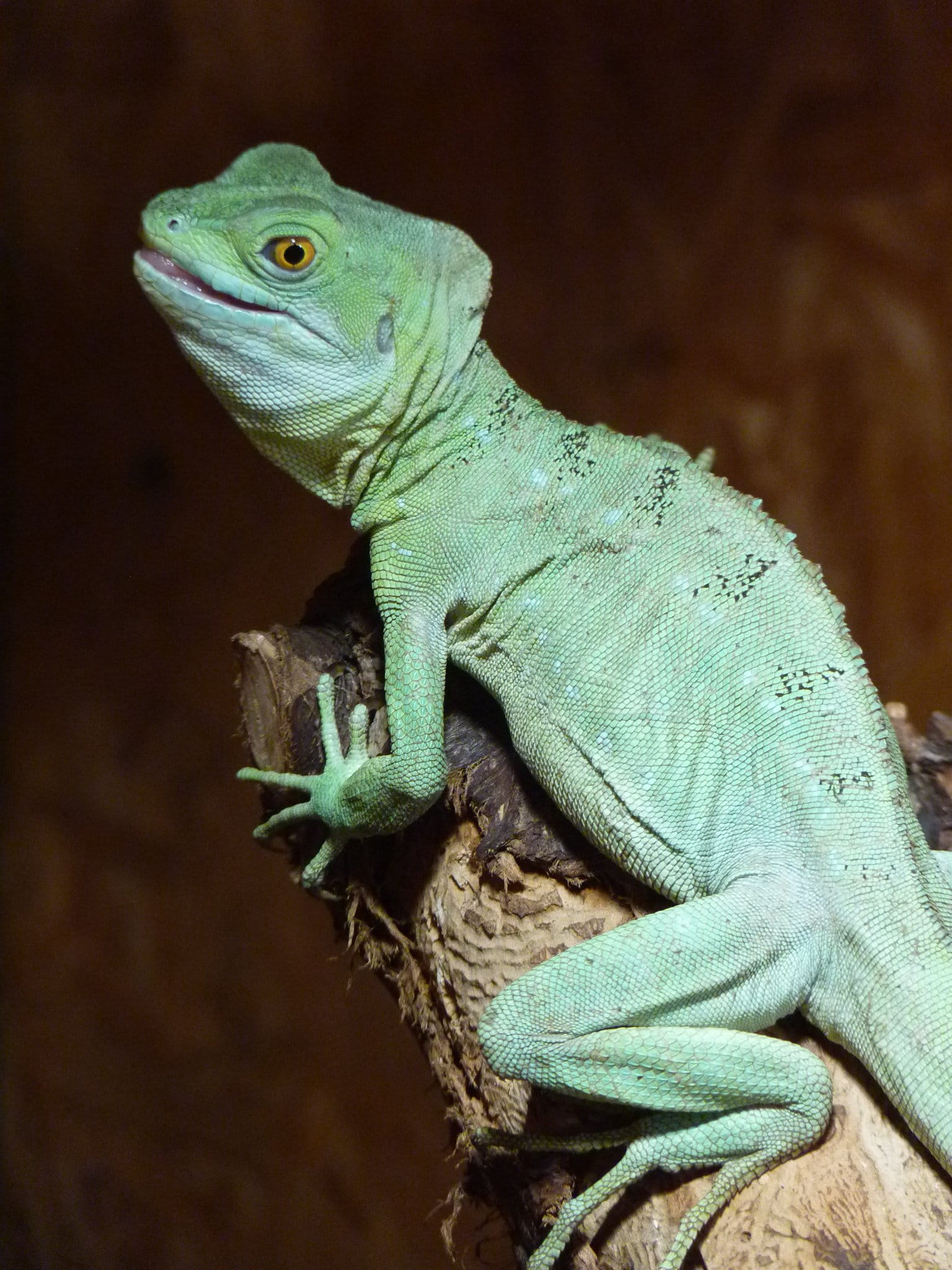 animal wildlife, looking, Reptile, climb, Chamaeleonidae, bluish, one animal, animal eye, nature, lizard, green color, looking away, iguana, no people, Phone HD Wallpaper