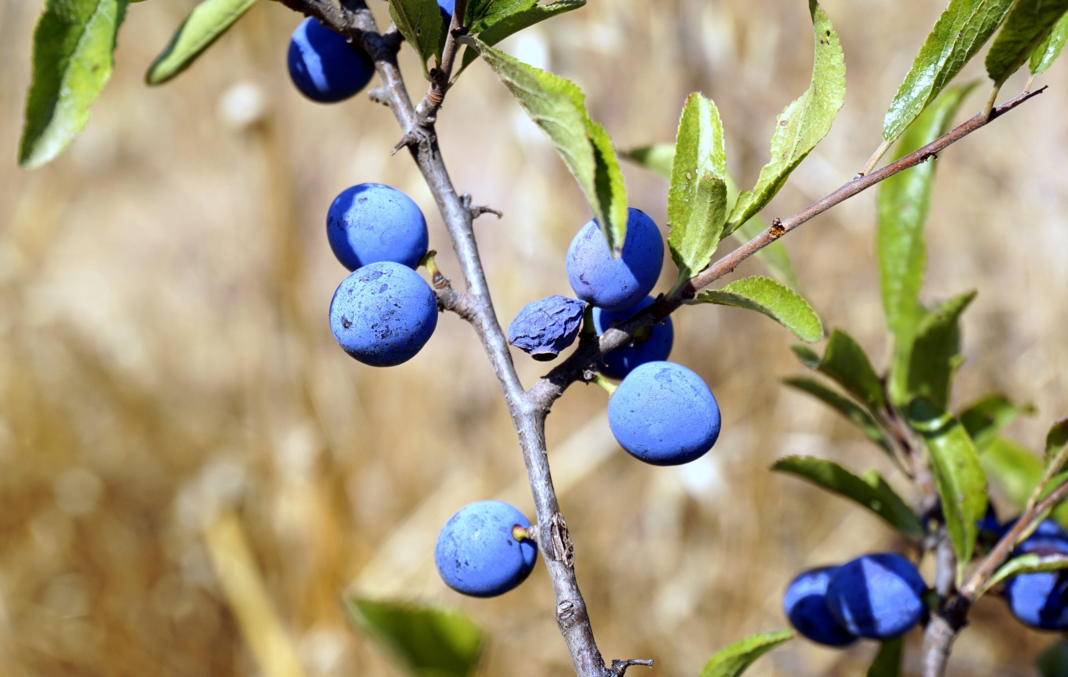 food and drink, day, tree, spring, healthy eating, nature, branch, blueberry, bluish, plant, no people, blue, berry fruit, vegetation, easter, egg, berries, HD Wallpaper