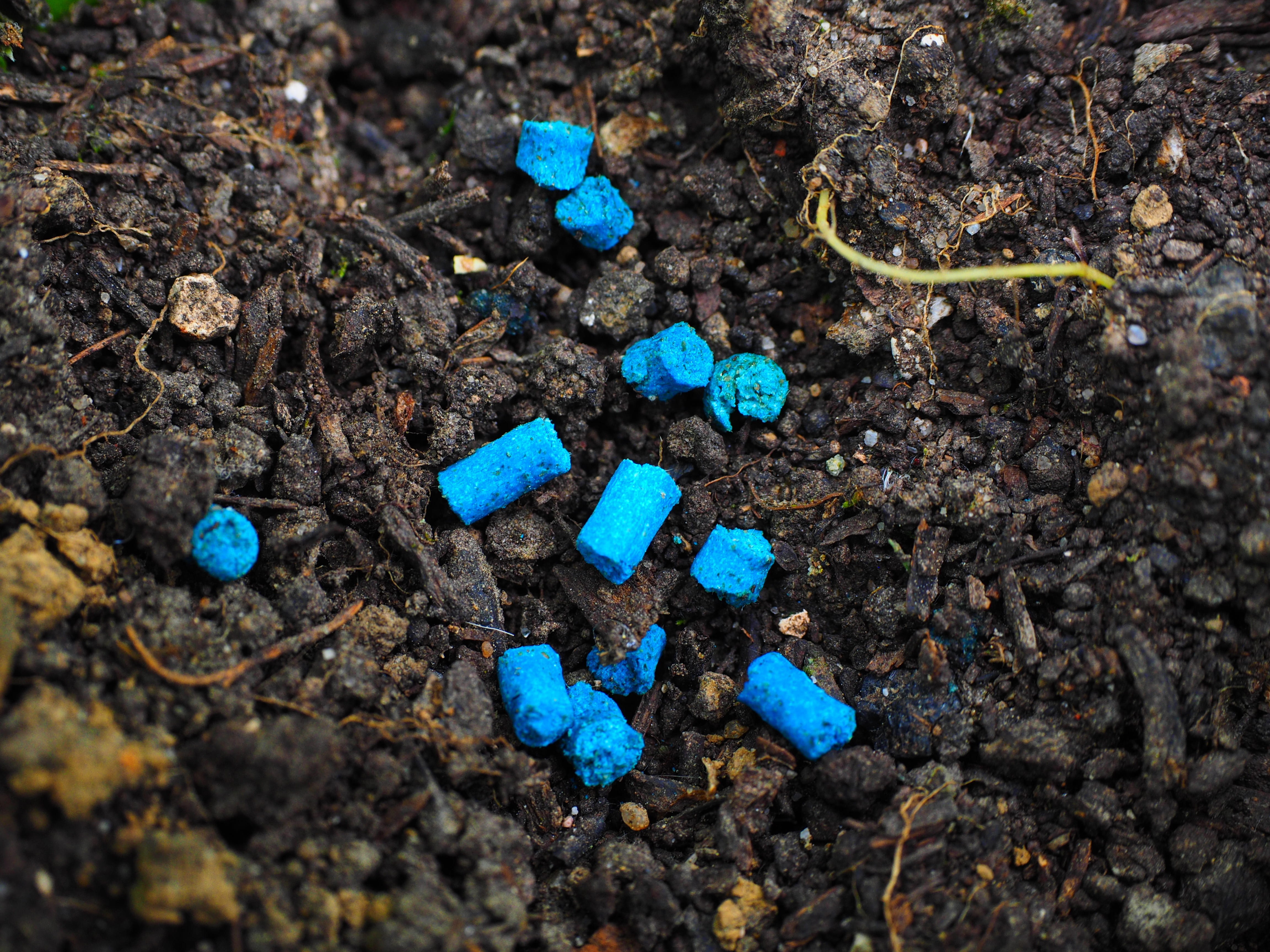checkbook grain, toxic, gift, worm infestation, snail poison, high angle view, still life, molluscicidally, mud, land, earth, full frame, grains, garden, HD Wallpaper