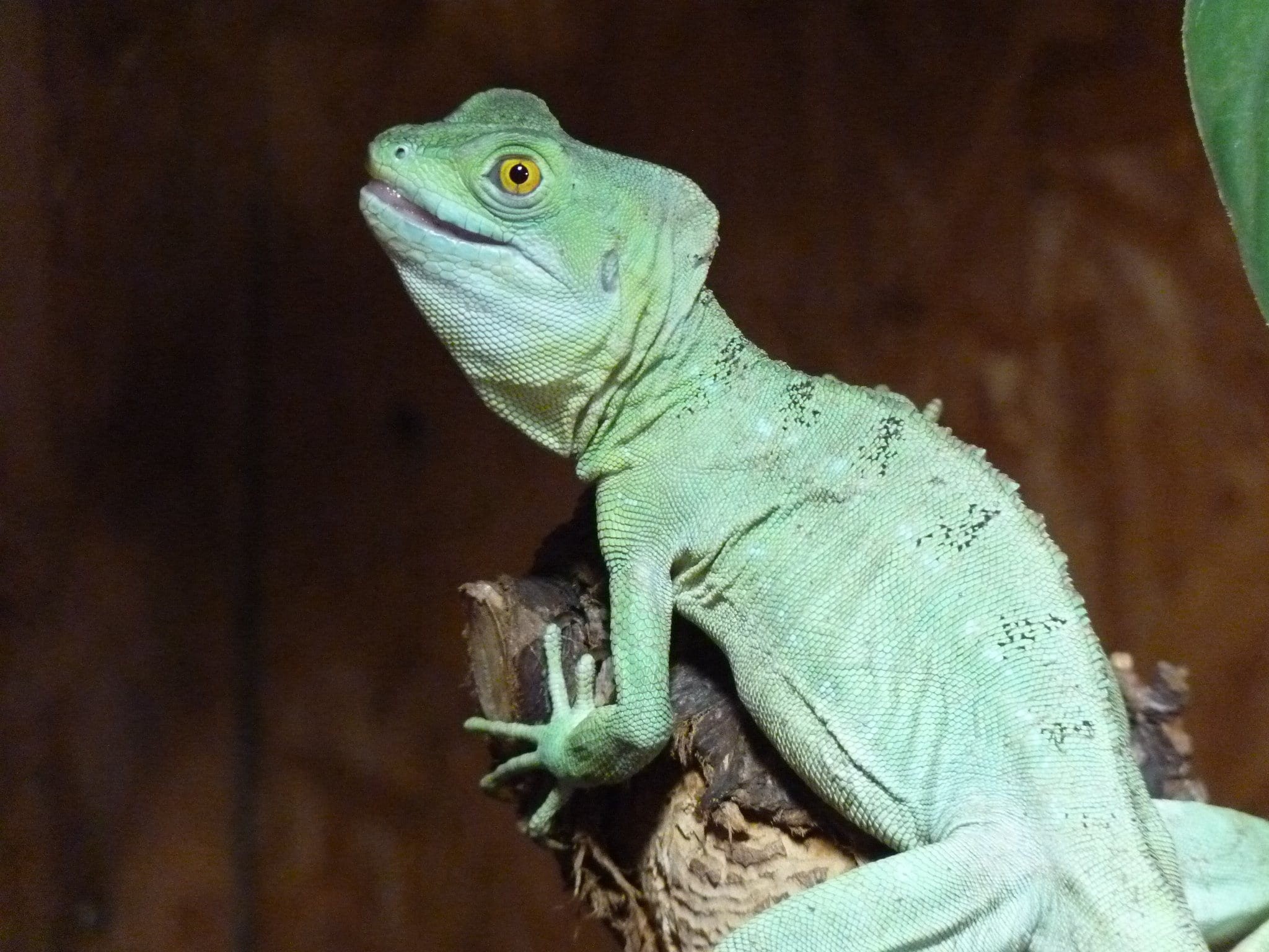 iguana, day, chamaeleonidae, animal body part, one animal, lizard, green color, animal head, nature, animal wildlife, focus on foreground, chameleon, animal scale, HD Wallpaper