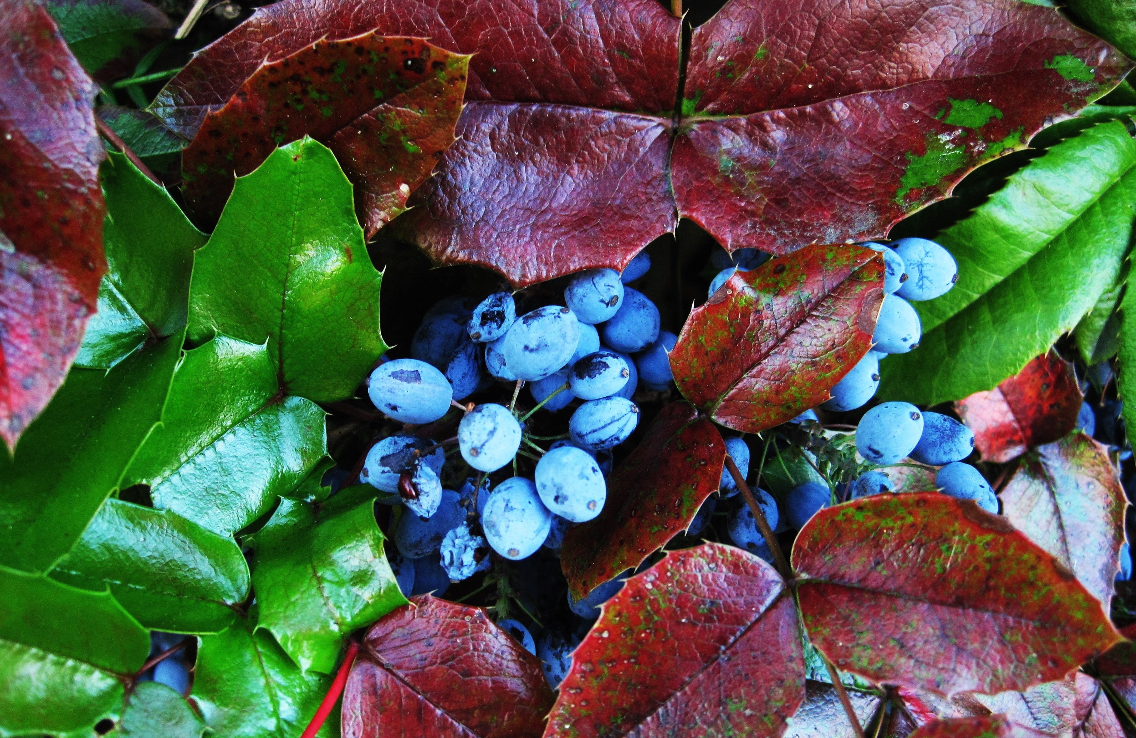 beauty in nature, ornamental shrub, prickly leaves, bush, day, freshness, berry blue, flora, full frame, autumn, mahogany, time of year, no people, high angle view, HD Wallpaper
