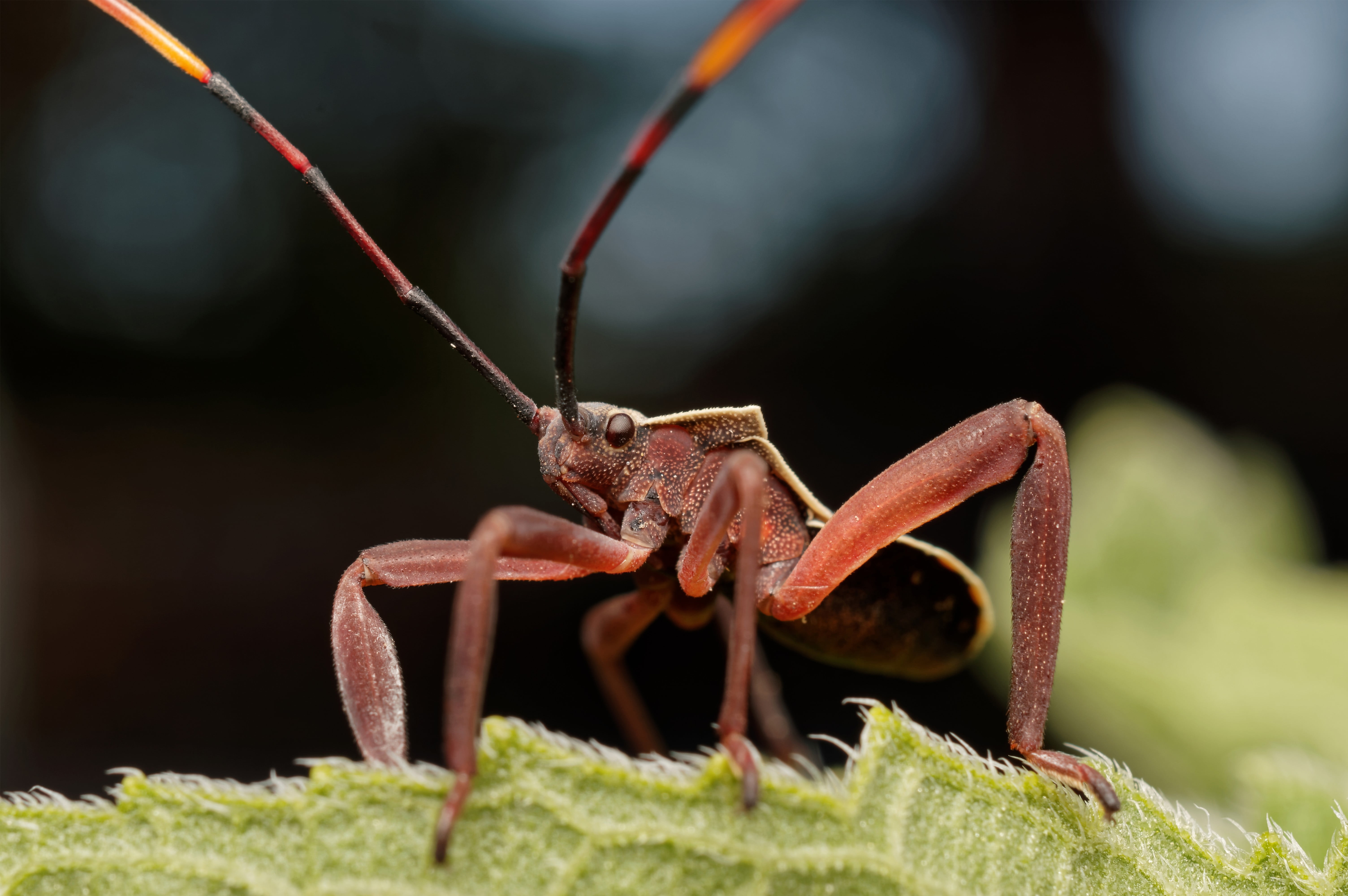animals in the wild, macro, nature, insect, focus on foreground, selective focus, animal wildlife, animal themes, 5K, outdoors, animal antenna, close-up, HD Wallpaper