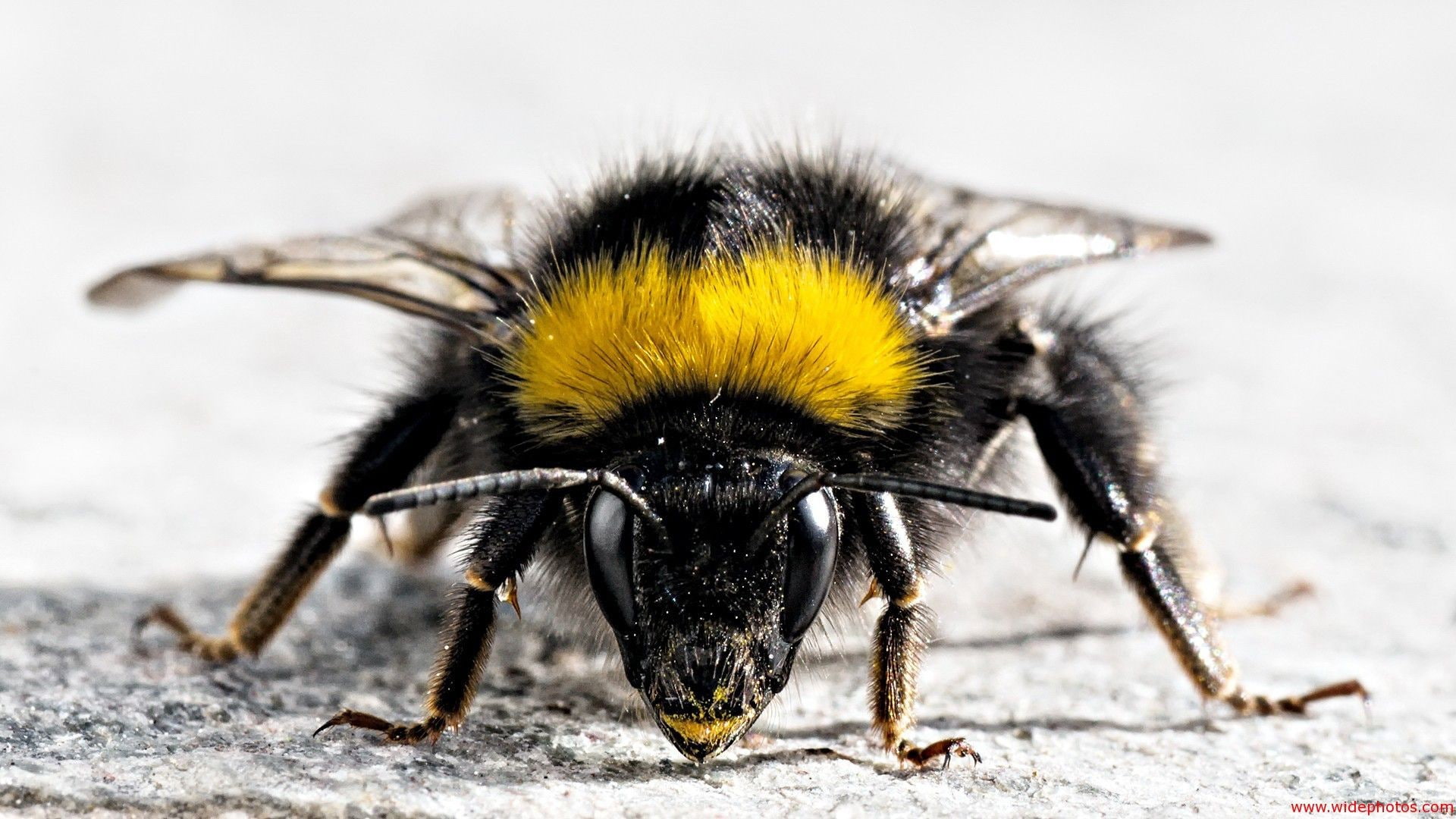 selective focus, nature, animal body part, macro, insect, animals in the wild, invertebrate, extreme close-up, one animal, close-up, animal eye, animal antenna, HD Wallpaper