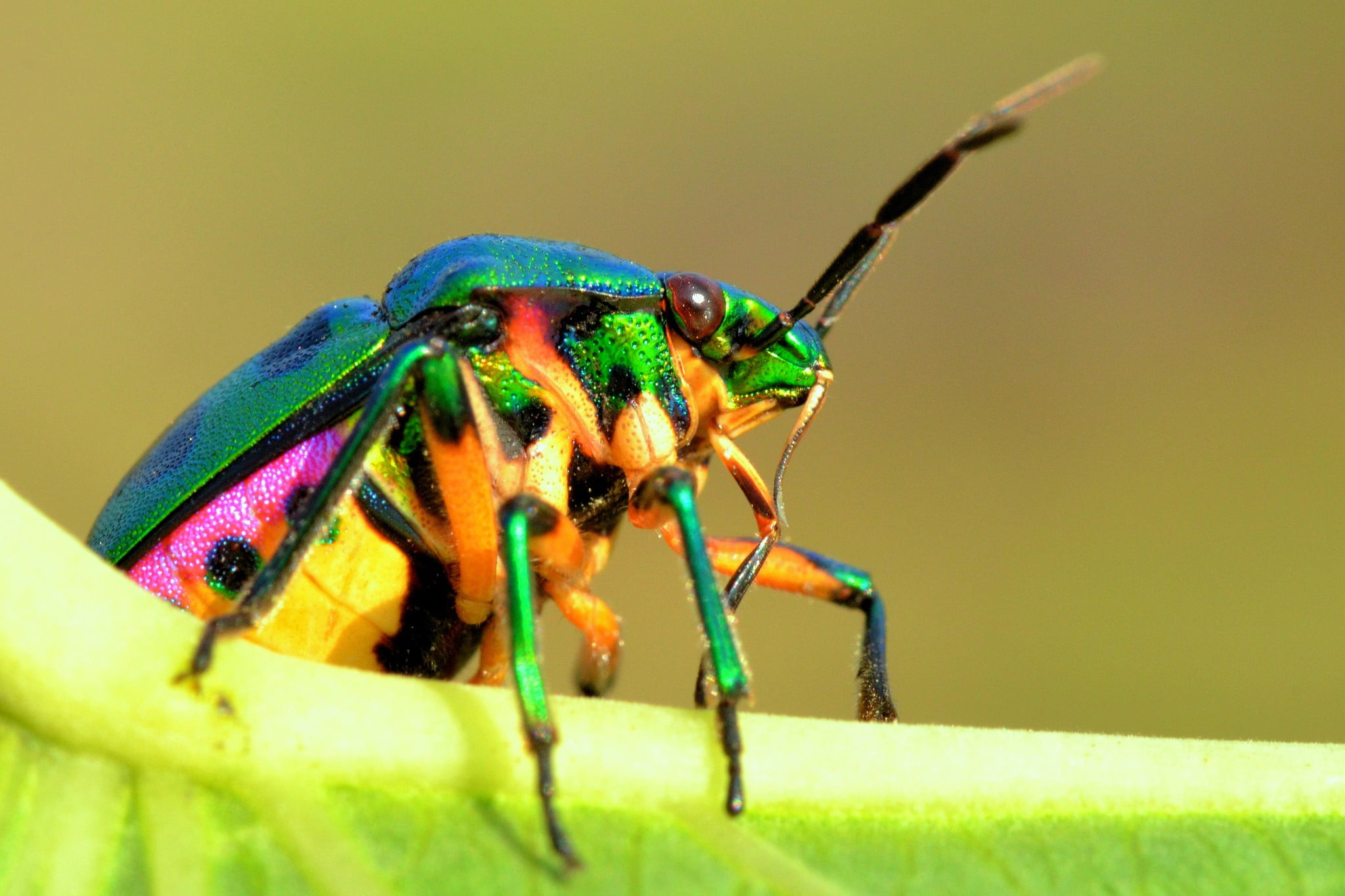 day, green color, outdoors, animal wildlife, animal antenna, animals, no people, animal, one animal, nature, leaf, insect, 1080P, animal eye, animal body part, HD Wallpaper