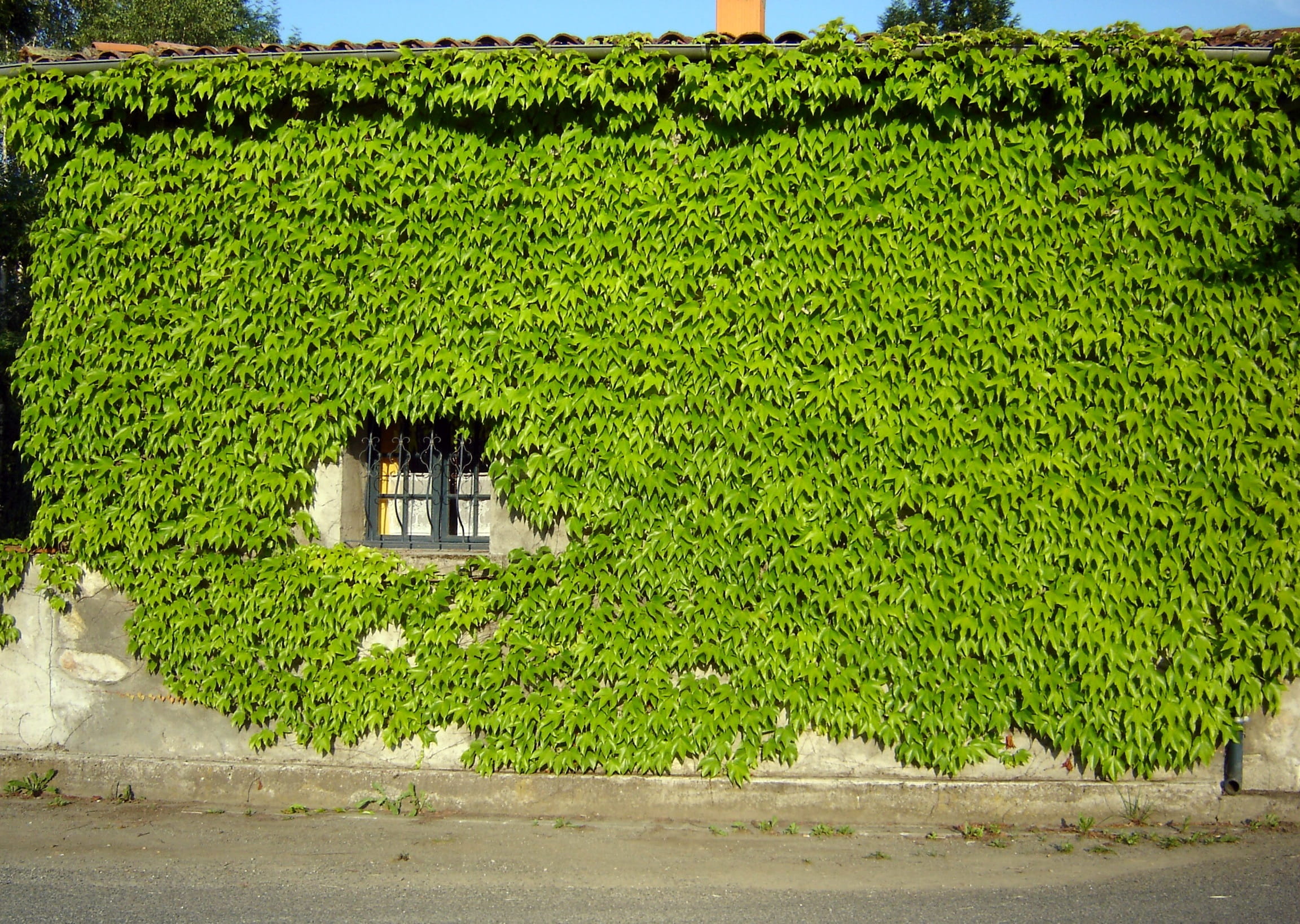 architecture, tranquility, window, privacy, day, farm, field, green, rural, plant, outer, noise barrier, landscape, wild, green color, plantation, hedge, HD Wallpaper