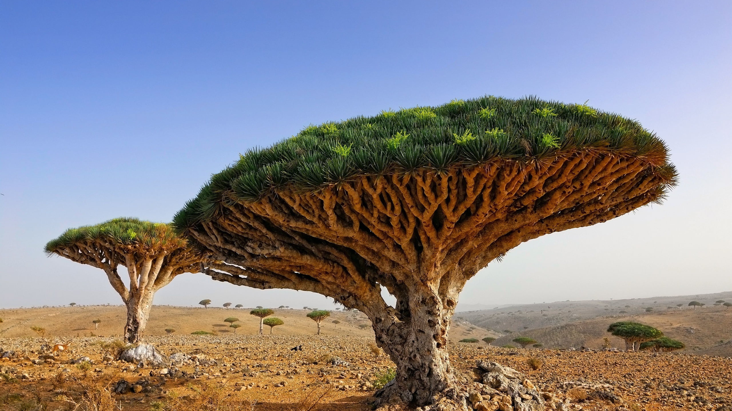 Crown, Dragon Tree, Dracaena cinnabari, Branch, 2K, Trunk, HD Wallpaper