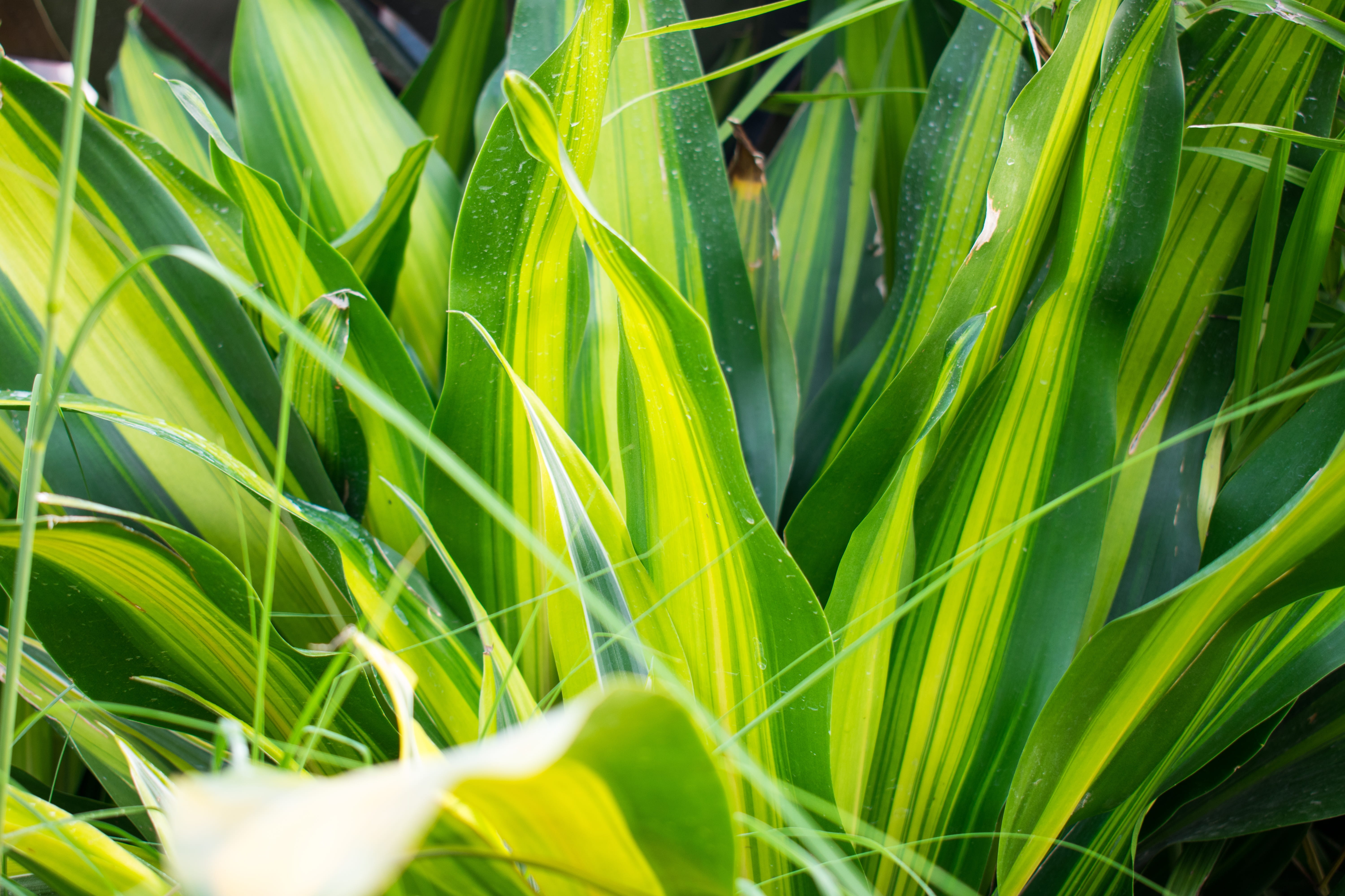grass, full frame, green plants, plant, cereal plant, blade, dracaena, crop, freshness, plant part, nature, leaf, green color, blade of grass, day, outdoors, HD Wallpaper