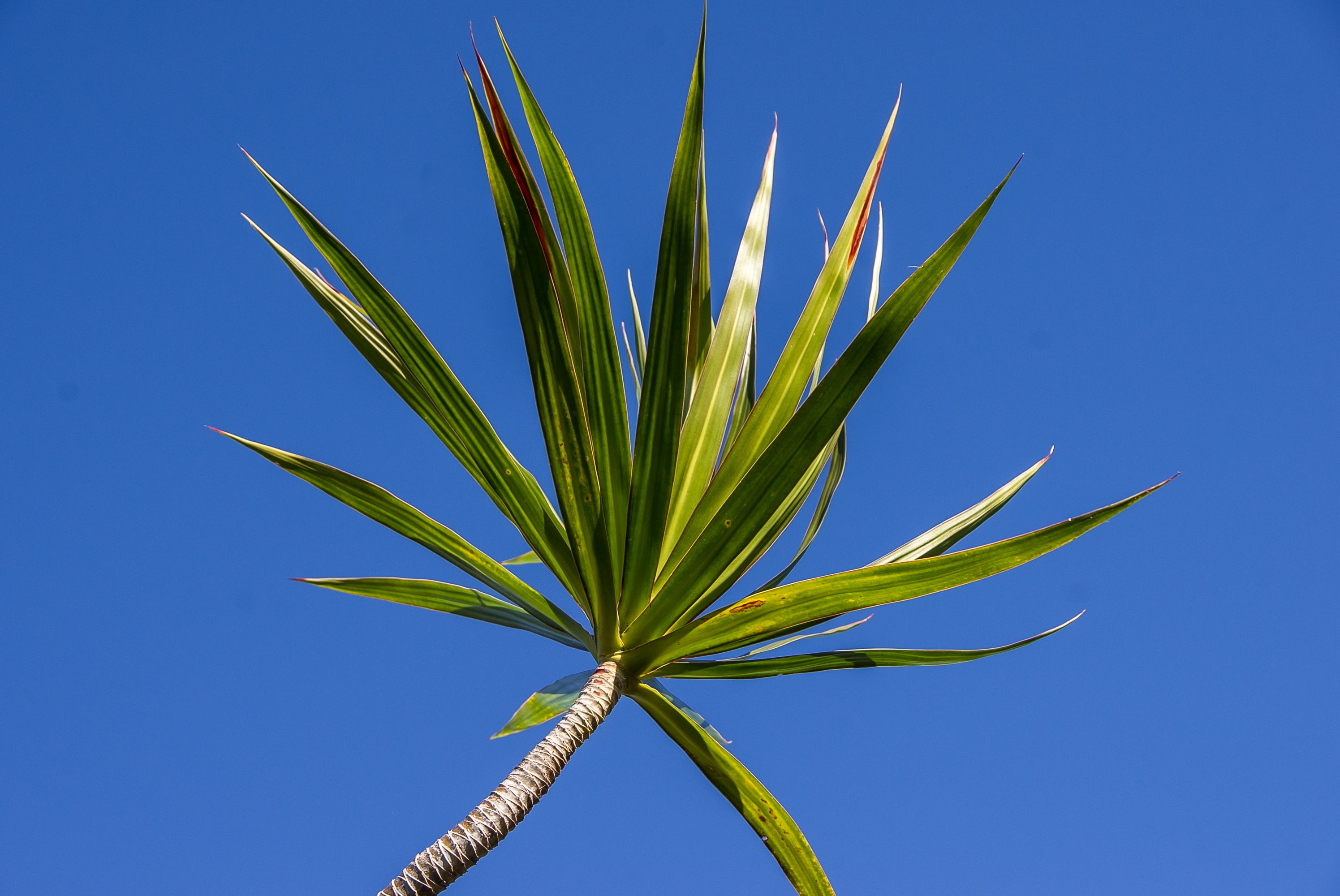 leaves, blue sky, flower, plant part, no people, growth, close-up, colored background, blue, food and drink, leaf, green, garden, sky, clear sky, foliage, HD Wallpaper