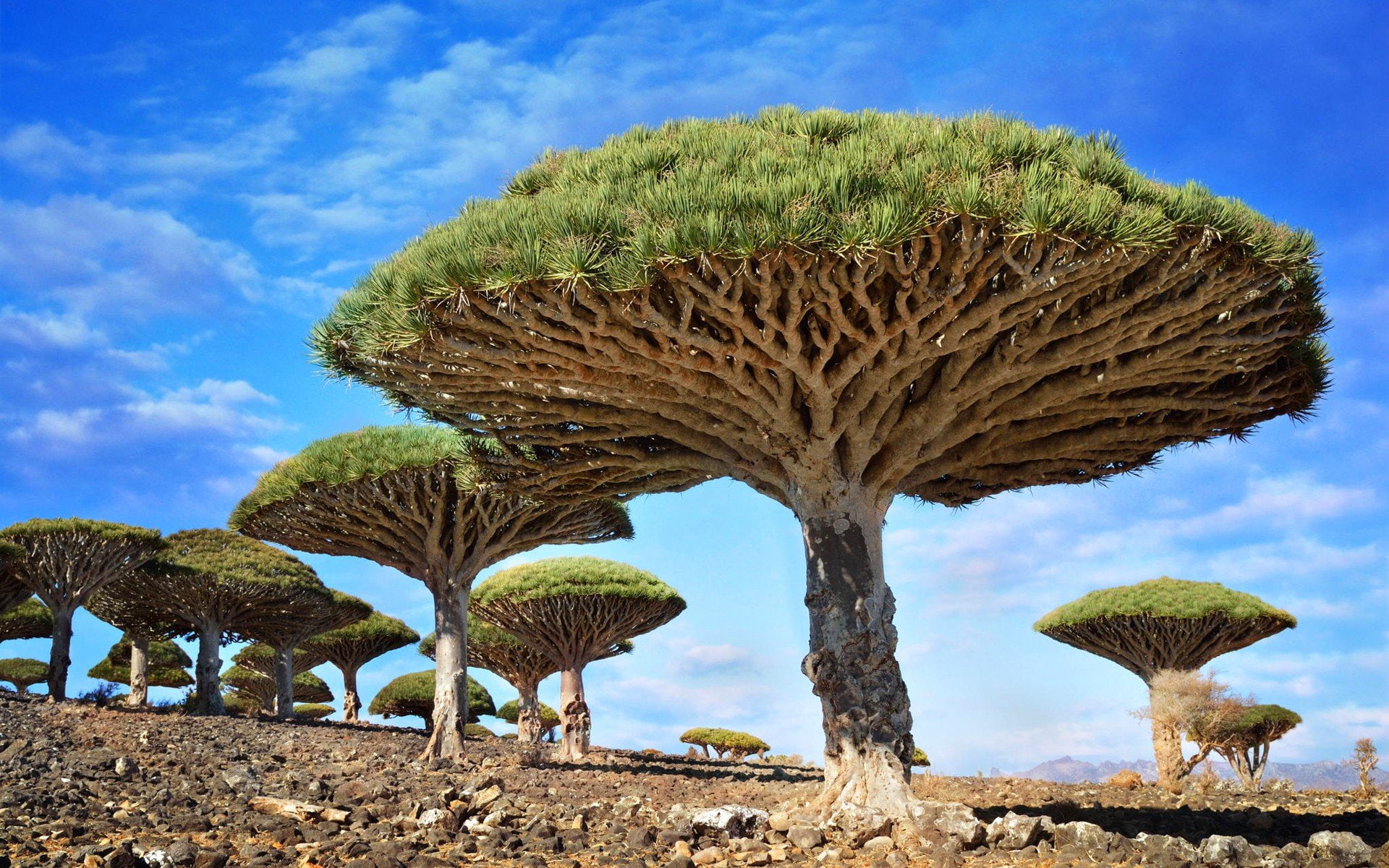 1080P, Trees, Dracaena, Tree, HD Wallpaper
