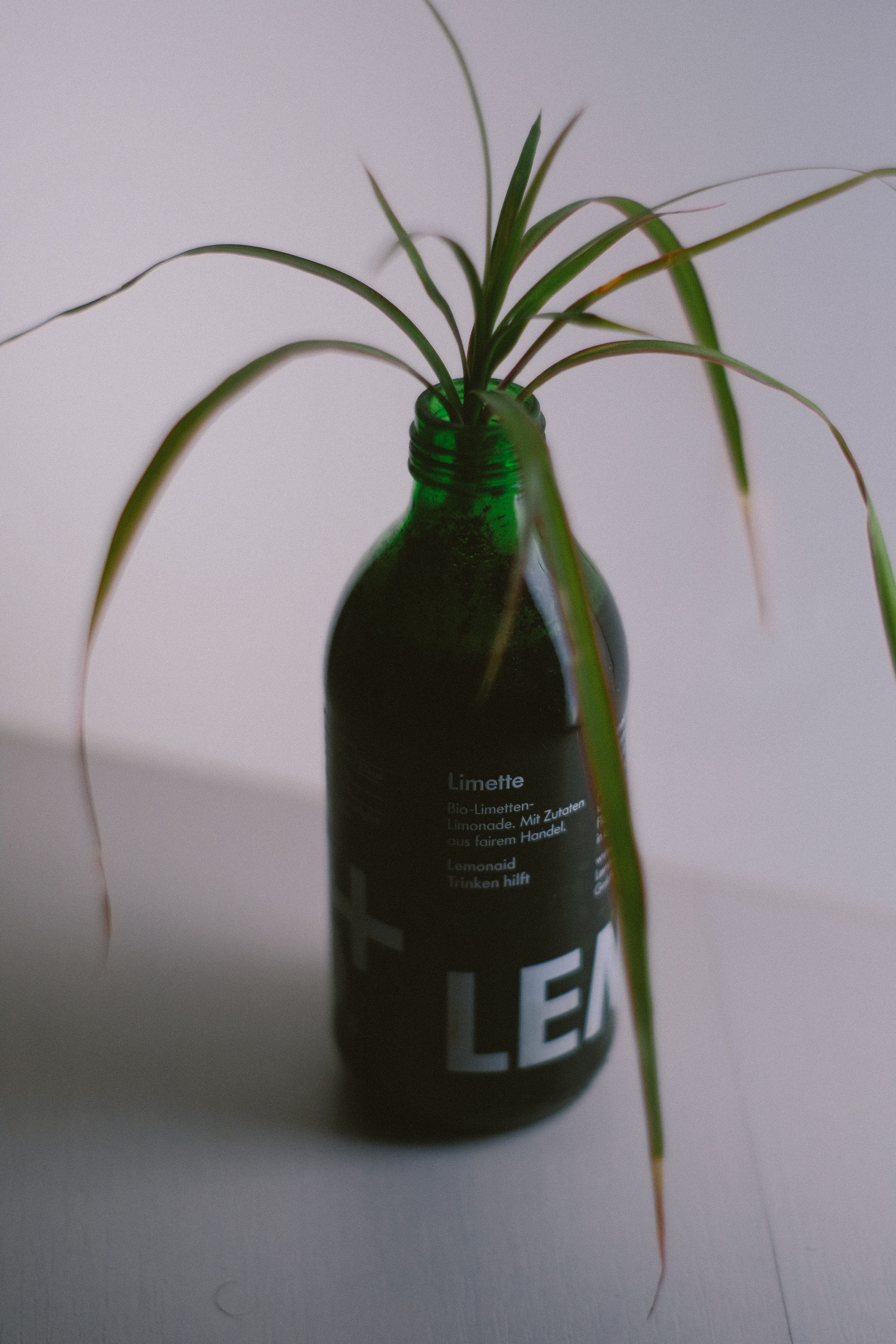 no people, bokeh, glas, green color, clean, lemonade, communication, plant part, selective focus, minimal, potted plant, plant, dracaena, container, flower pot, Phone HD Wallpaper
