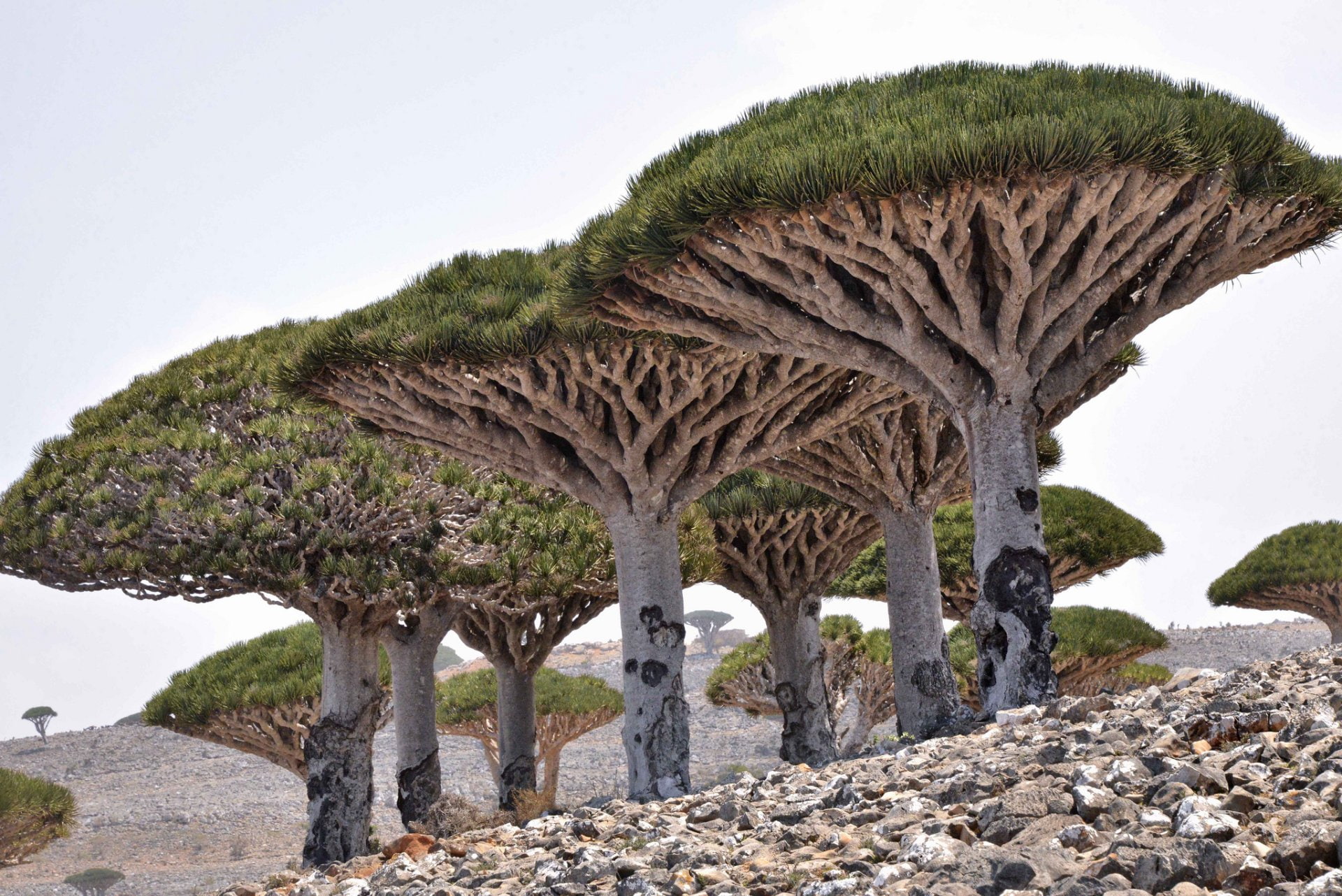 Dracaena, Stone, Nature, Tree, Desert, 1080P, Trees, HD Wallpaper