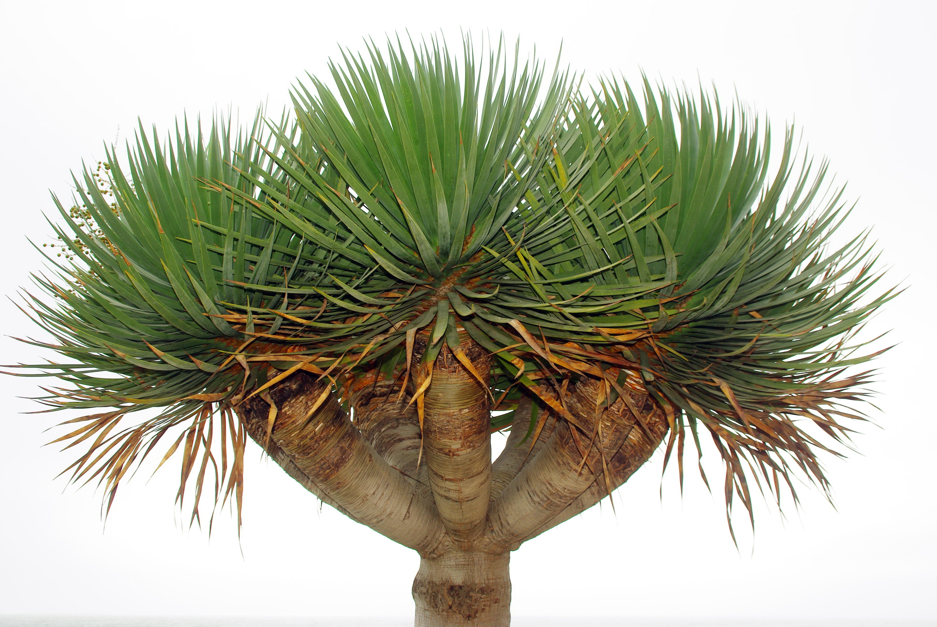 lily, palm leaf, leaf, day, growth, tropical tree, tree, palm tree, plant part, low angle view, trunk, sky, isolated form, plant, tranquility, dracaena draco, HD Wallpaper