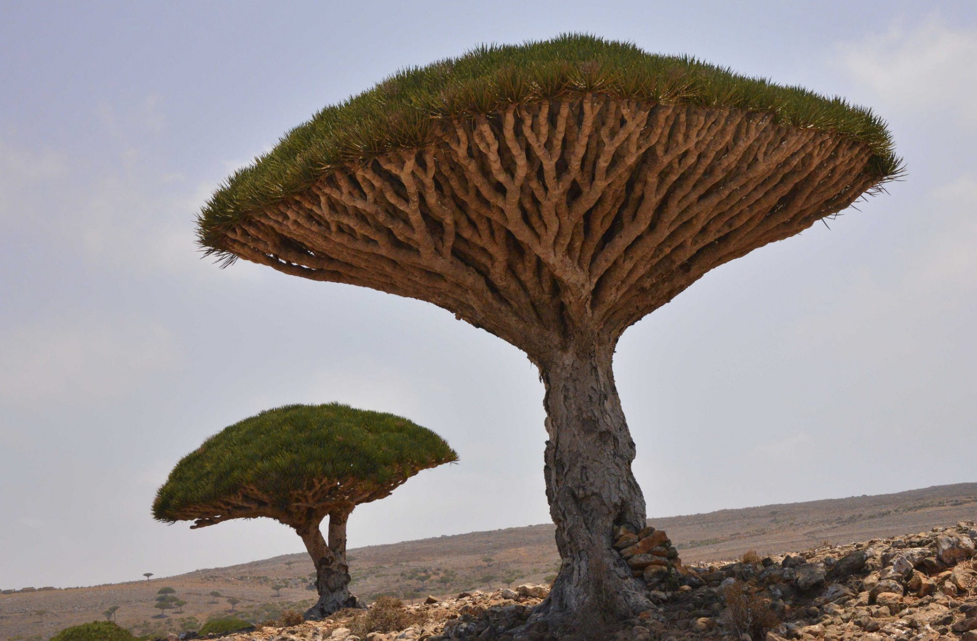 Desert, Tree, Dracaena, 1080P, Nature, Trees, HD Wallpaper