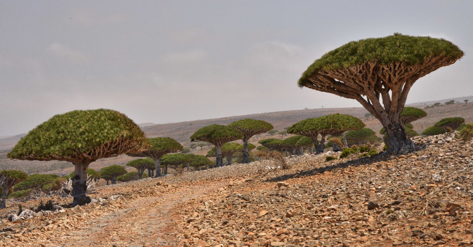 Dracaena, Tree, Trees, Desert, 1080P, Nature, HD Wallpaper