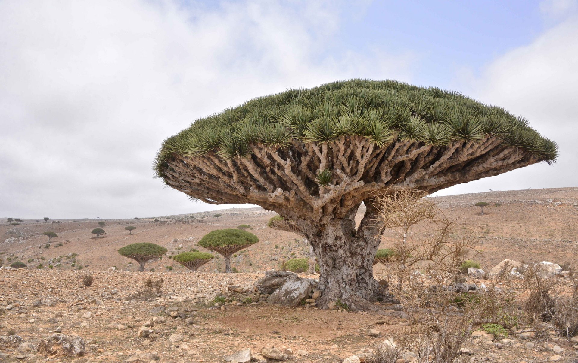 Dracaena, Tree, Desert, Trees, Nature, 1080P, HD Wallpaper