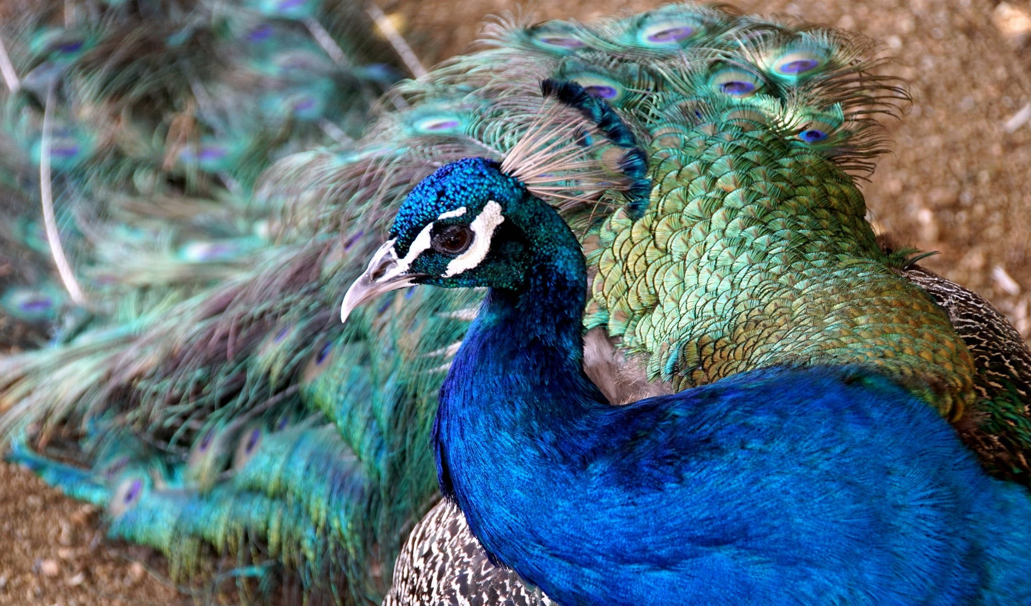 1080P, animal themes, one animal, animal wildlife, animal, nature, animals in the wild, Peacock, male animal, animal body part, peacock feather, bird, HD Wallpaper