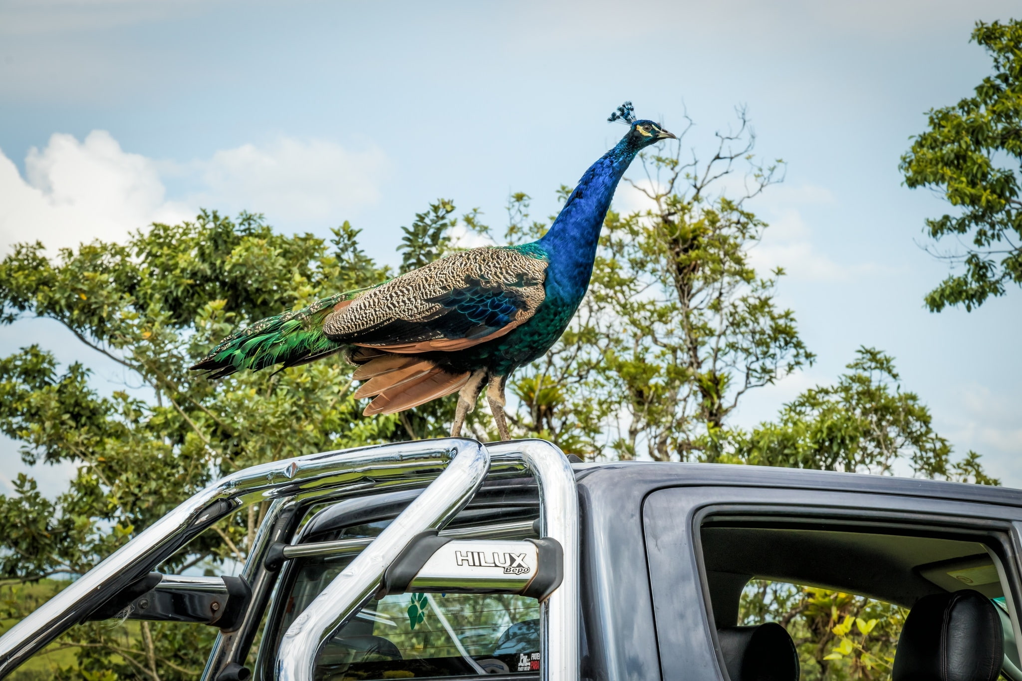 animal themes, outdoors, blue, Peacock, animal wildlife, paun, mode of transportation, bird, transportation, vertebrate, low angle view, 1080P, plant, HD Wallpaper
