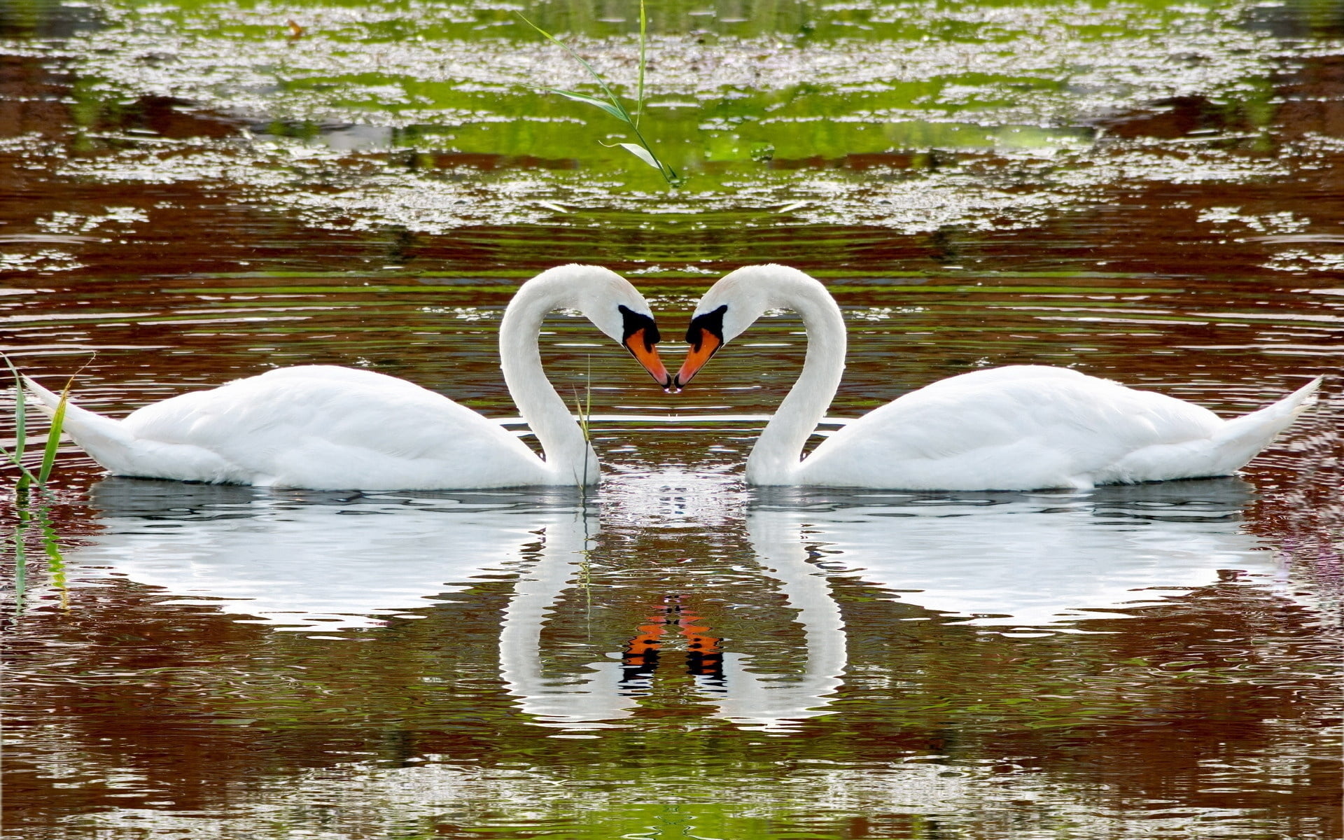 reflection, pond, water bird, group of animals, animal family, mute Swan, lake, zoology, water, river, feather, steam, vertebrate, beauty In Nature, floating on water, HD Wallpaper