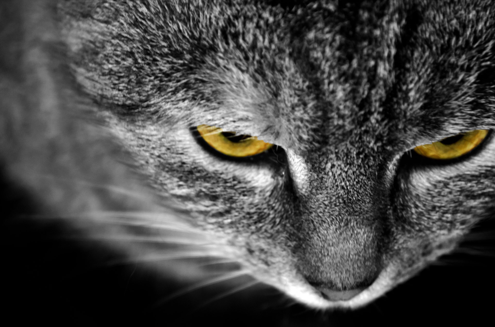 domestic animals, animal wildlife, whisker, animal eye, close-up, no people, pets, black background, cat, fidelity, detail, aggression, animal themes, night, HD Wallpaper