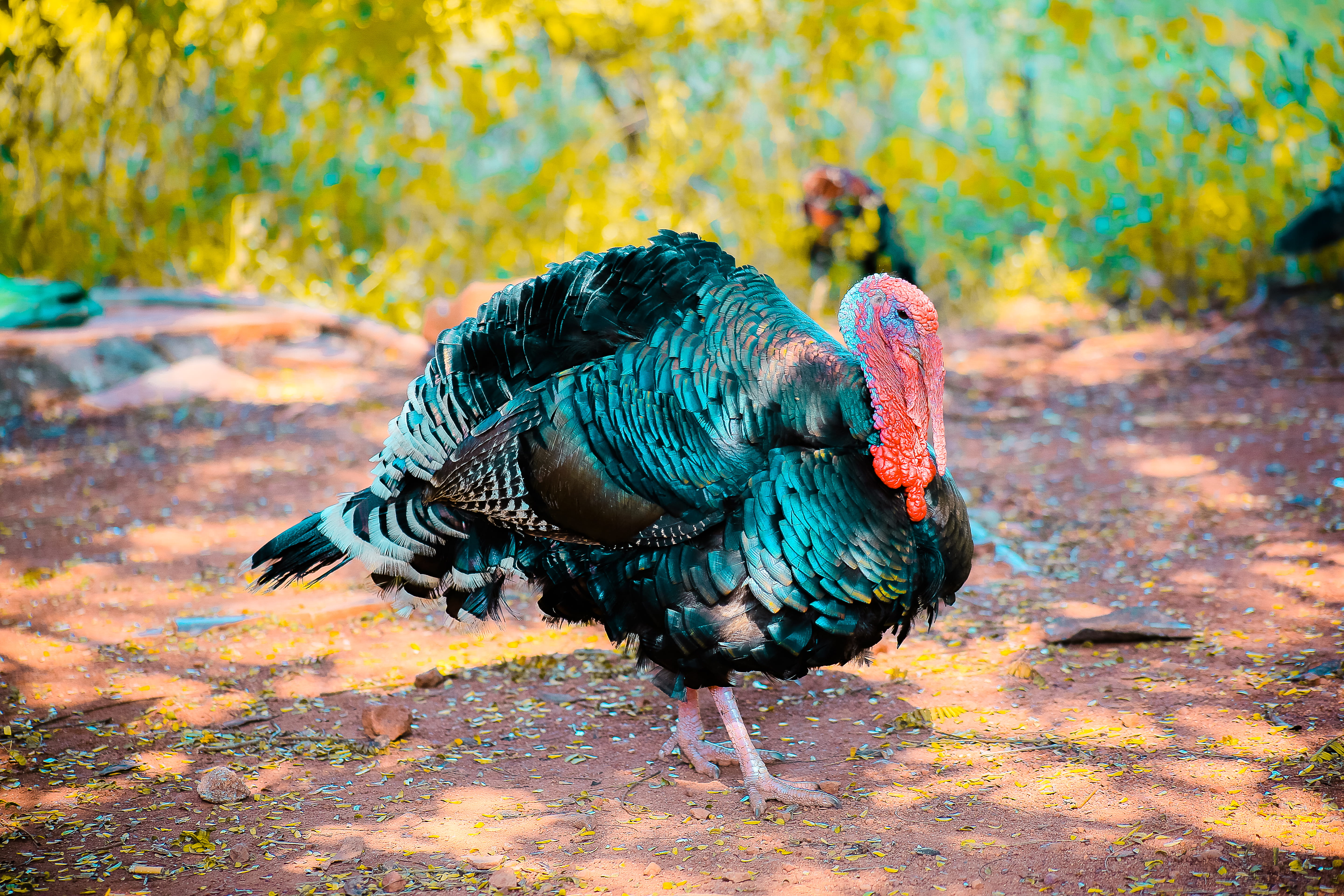 outdoors, two, wing, wood, one animal, feathers, day, livestock, bird, feather, mammal, poultry, plumage, color, pets, turkey, land, animal wildlife, turkeys, HD Wallpaper